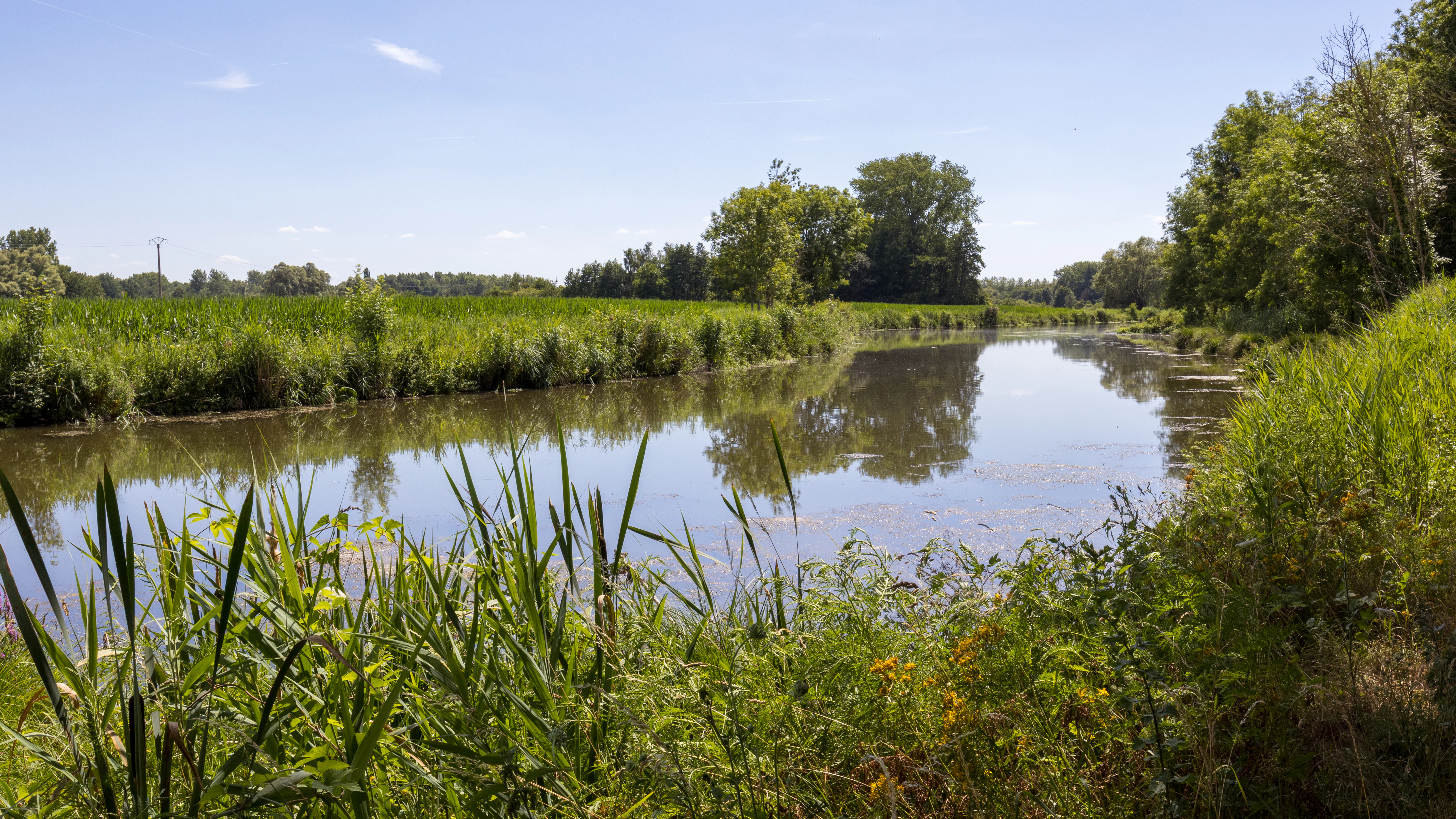 A wide view of a calm, reflective river surrounded by tall grasses, reeds, and trees under a clear blue sky.