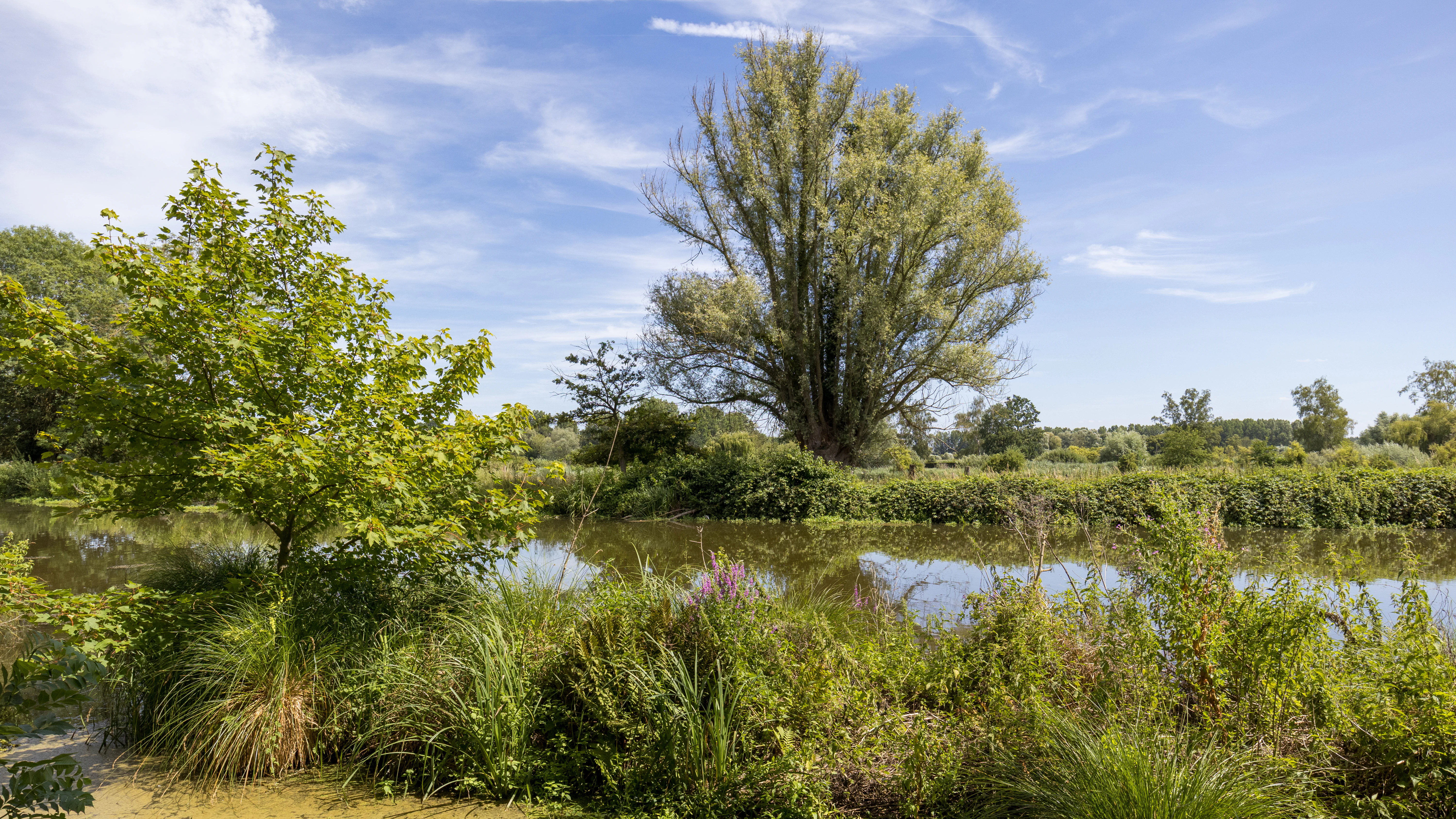 A pollard willow tree grows on the grassy bank of a calm river with lush riparian vegetation in the foreground under a blue sky.