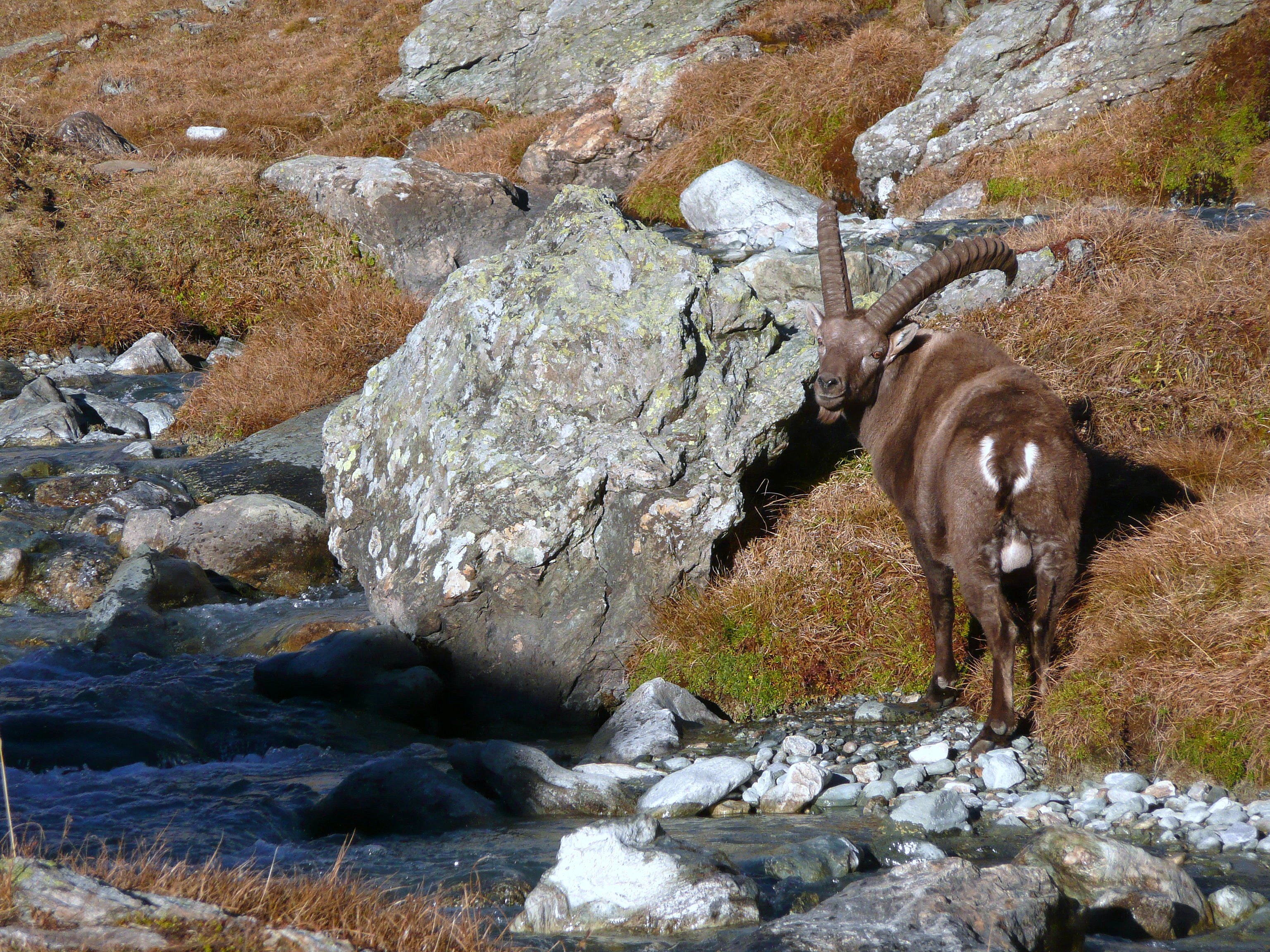 Alpine ibex on rocky terrain beside a stream with stones and dry grass