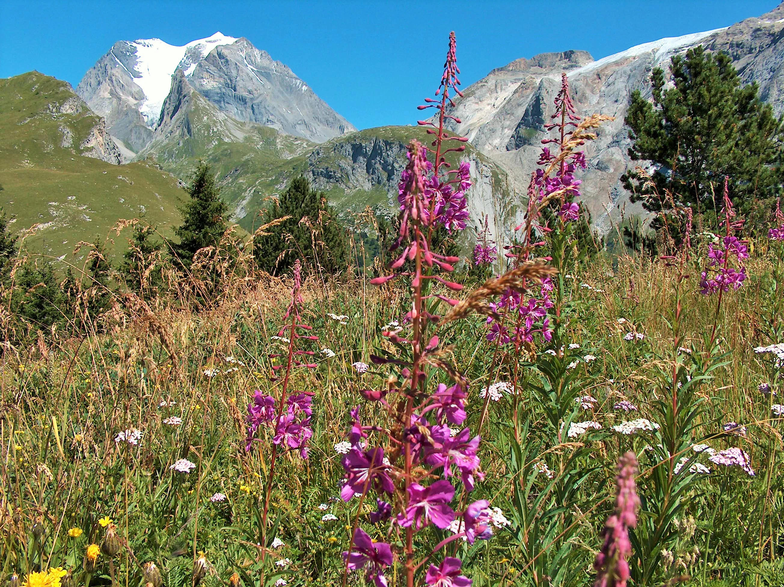 A meadow filled with tall purple wildflowers with green hills and snow-capped mountains in the background under a clear blue sky.