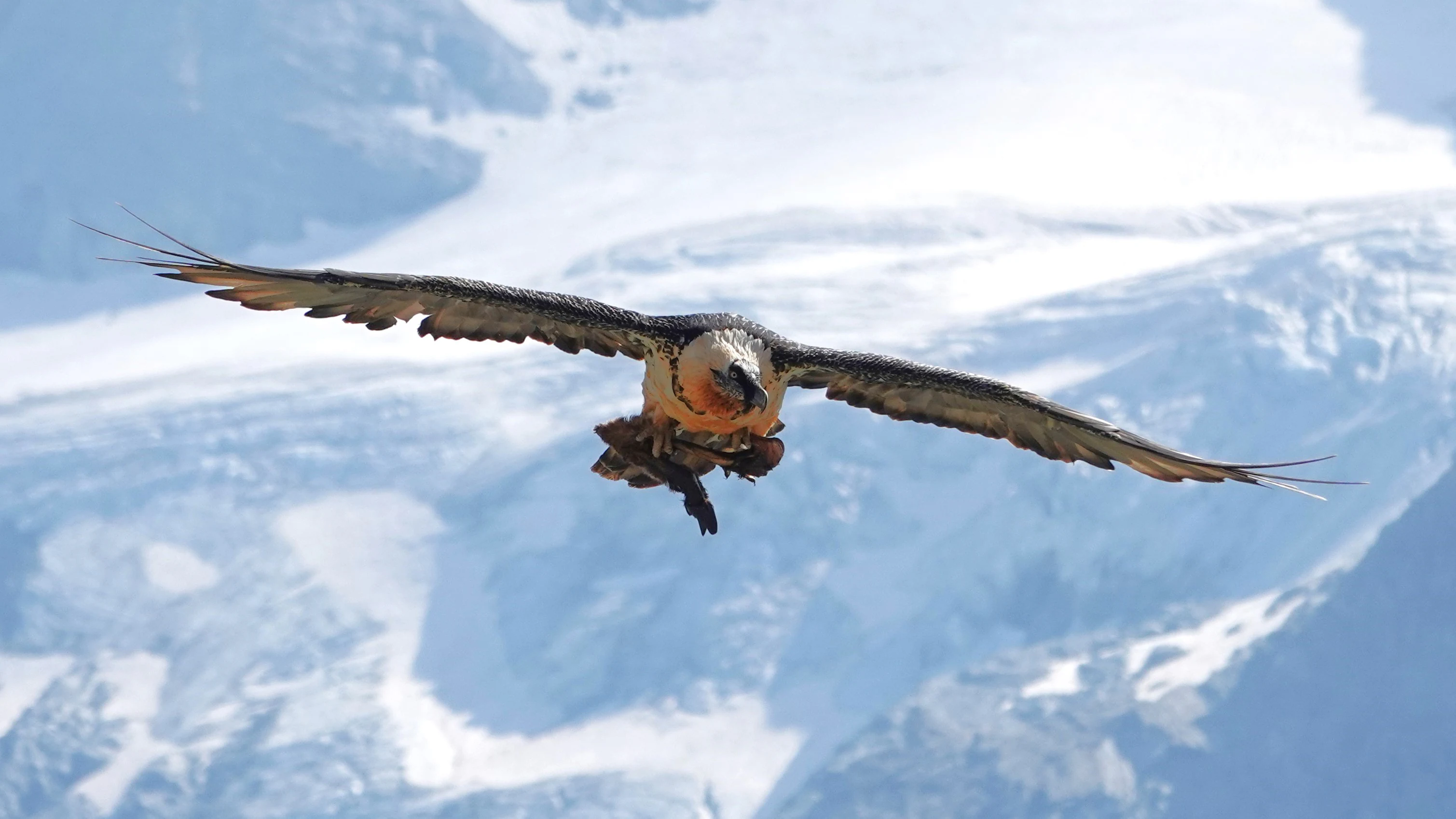 A bearded vulture in flight with outstretched wings against snow-covered mountains and a glacier.