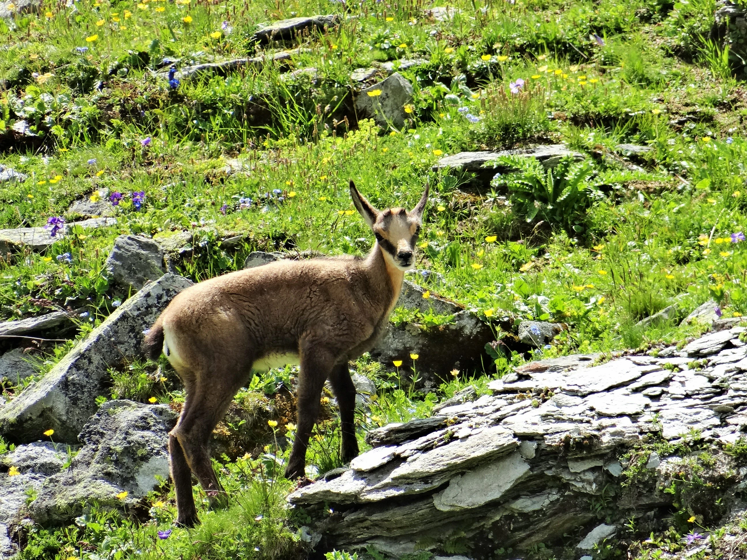 A young chamois stands on rocky terrain with green vegetation and wildflowers