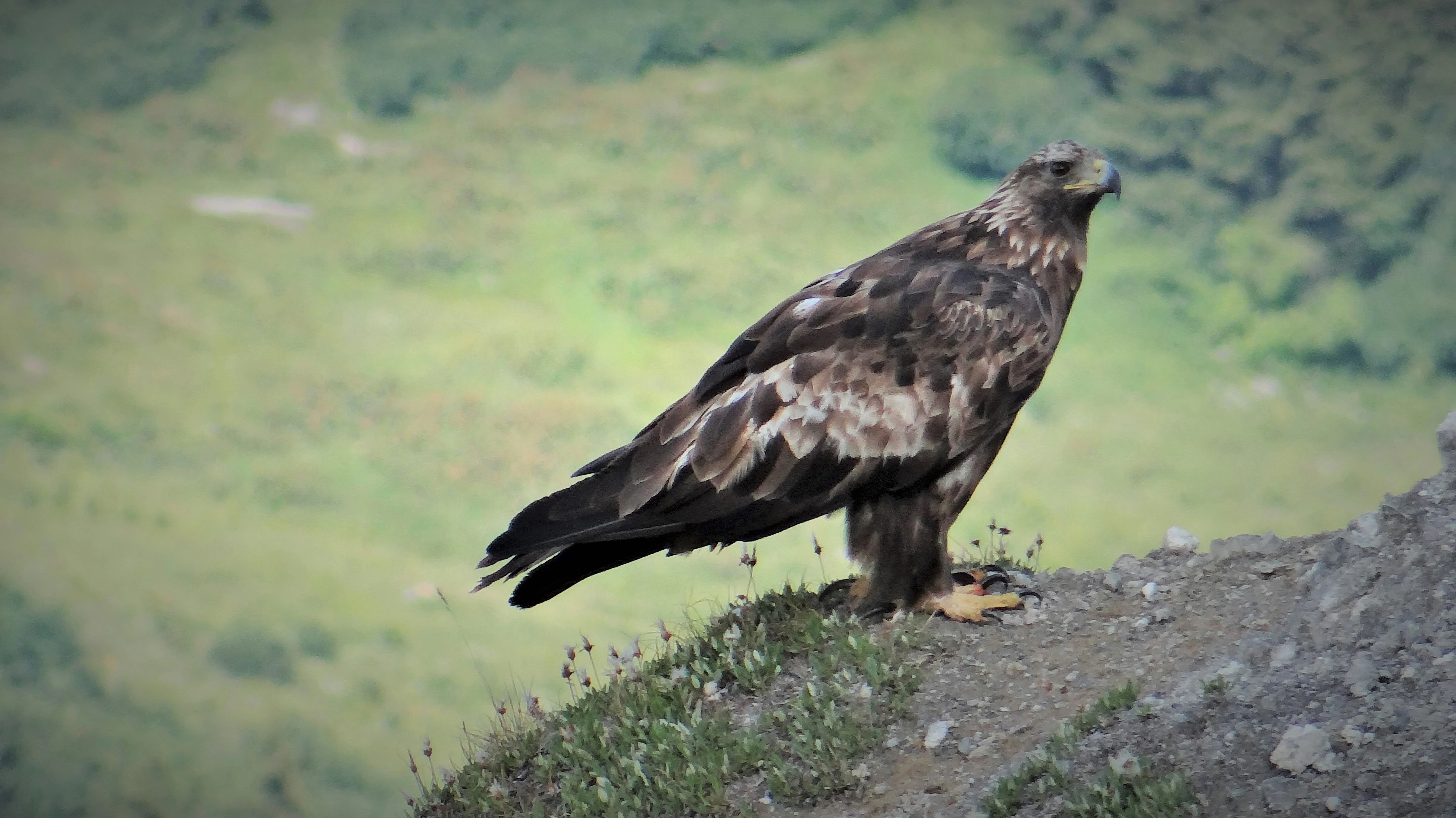 Golden eagle standing on a rocky hillside with green forested landscape in background