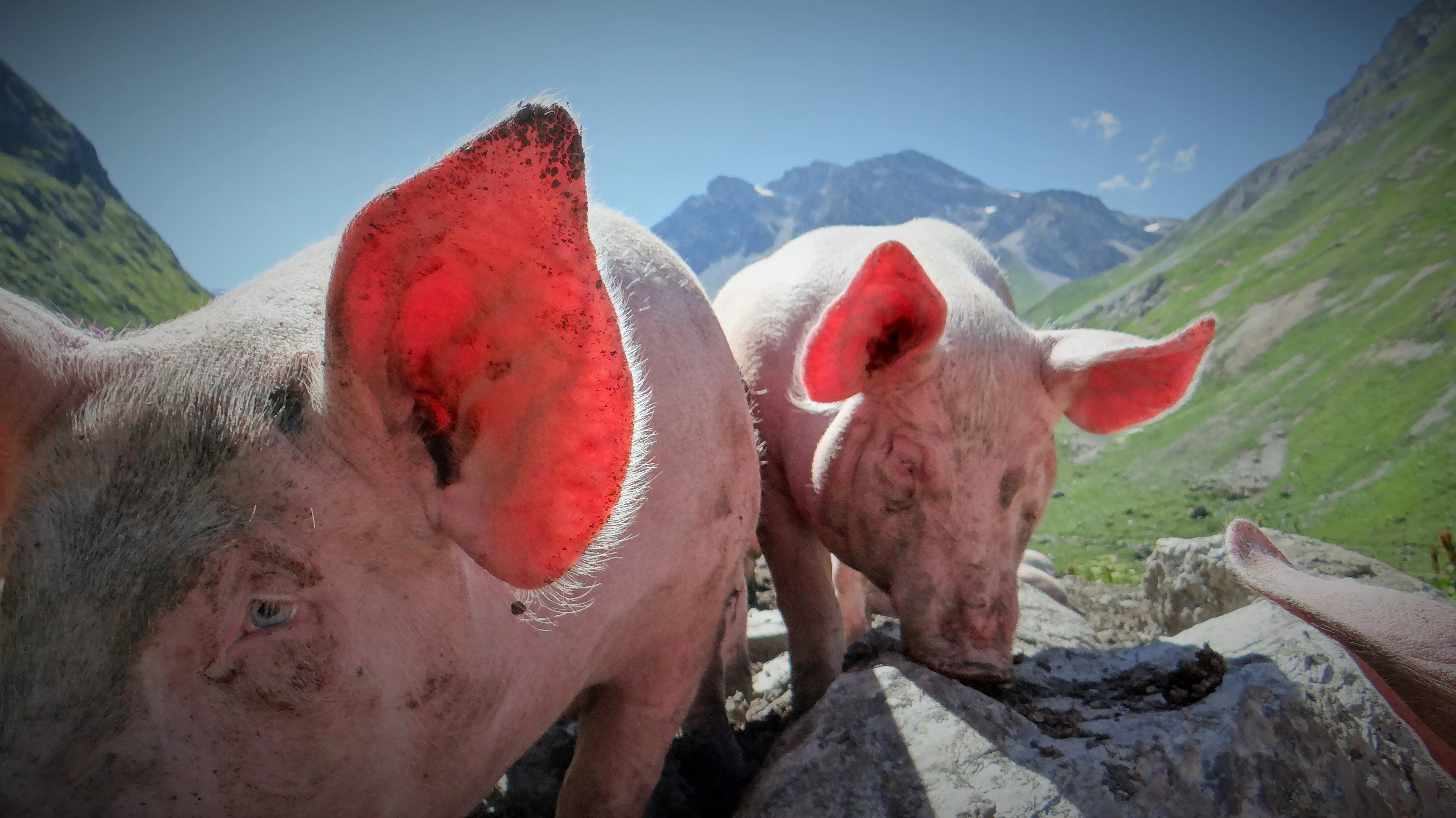 Two pink pigs with one having a prominently red ear standing on rocky terrain with mountainous landscape in background