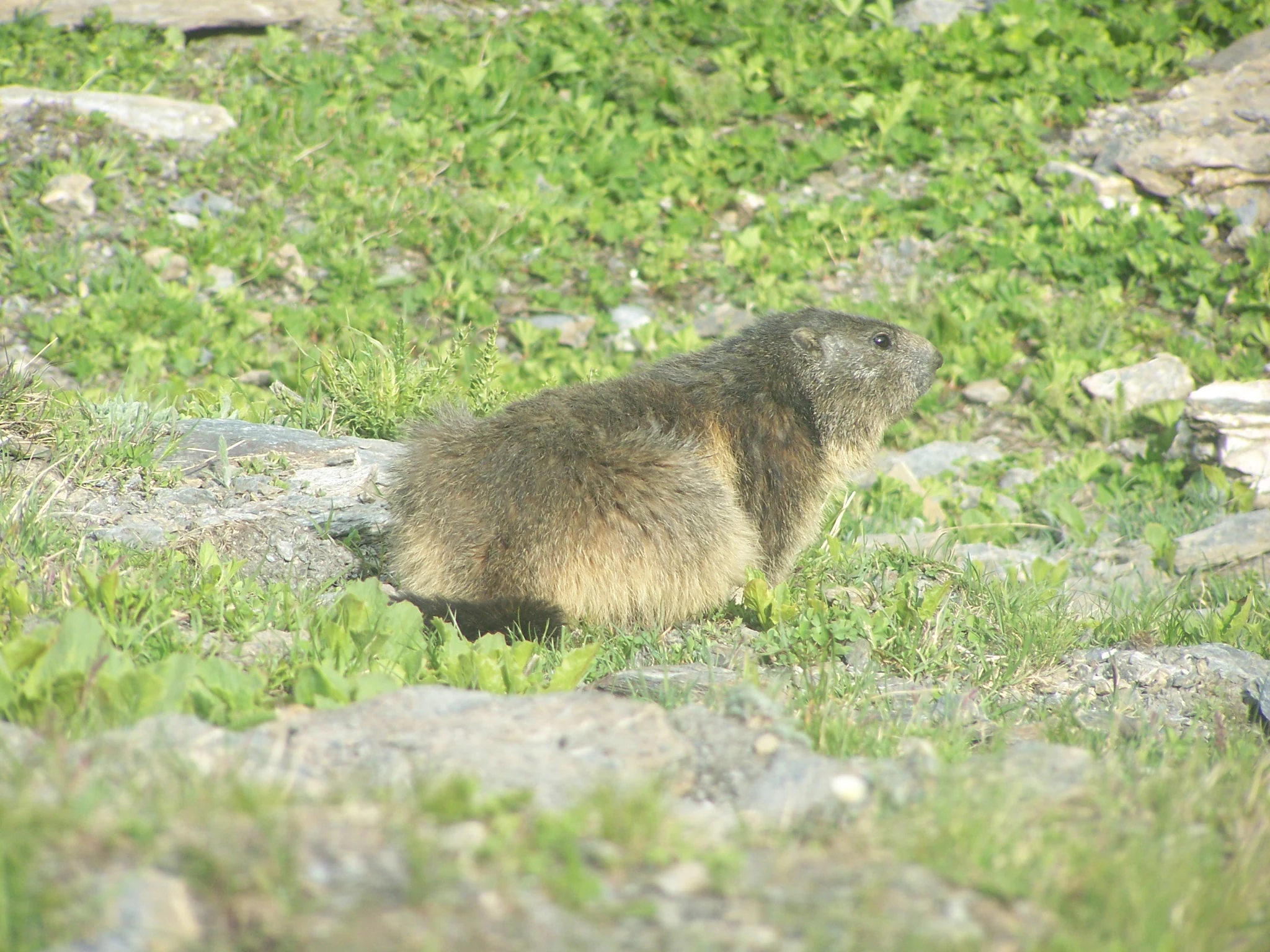 A marmot sits on grass and rocks in a mountainous area