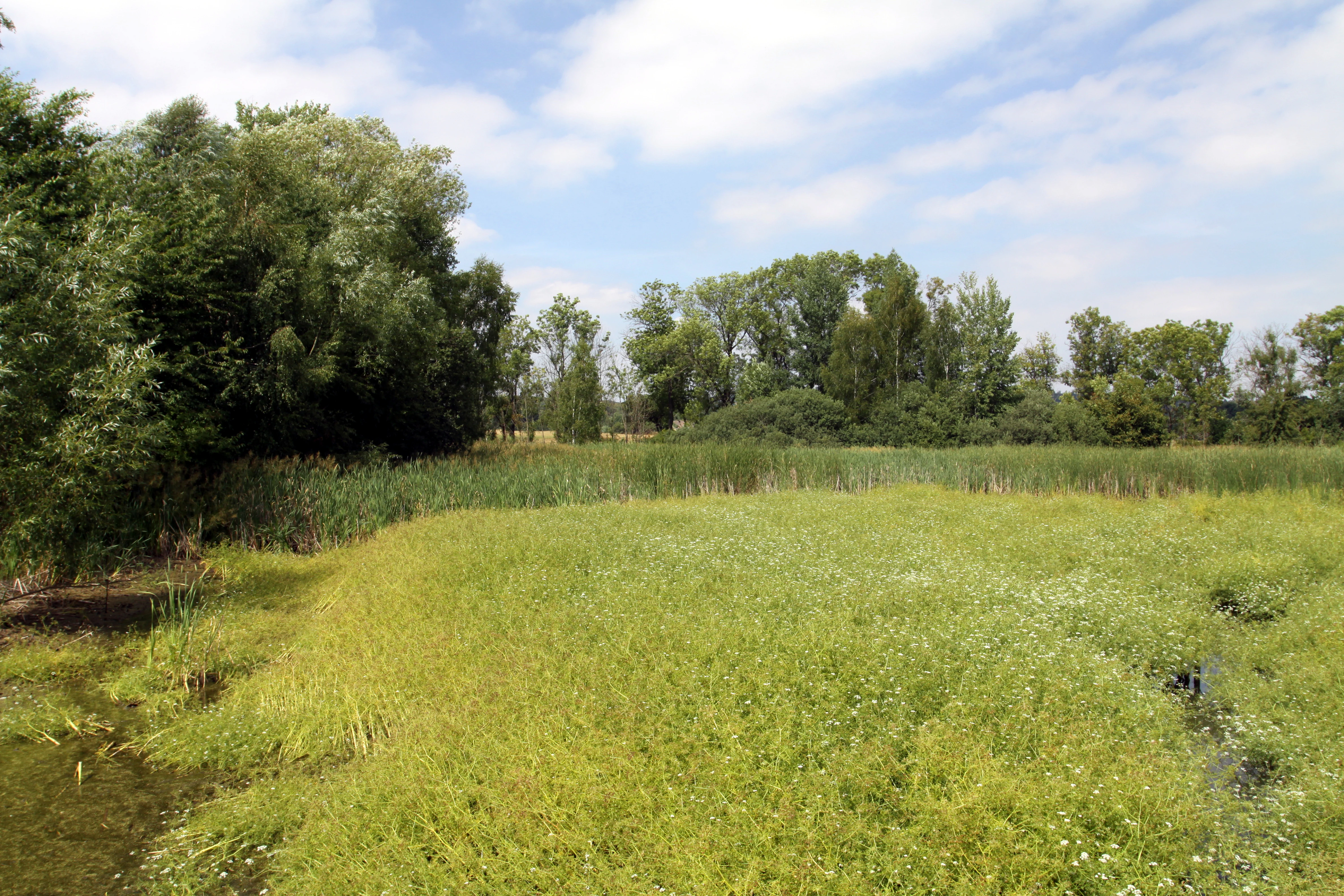 A wetland landscape featuring a lush green grassy area in the foreground and a dense line of trees in the background under a blue sky with light clouds.