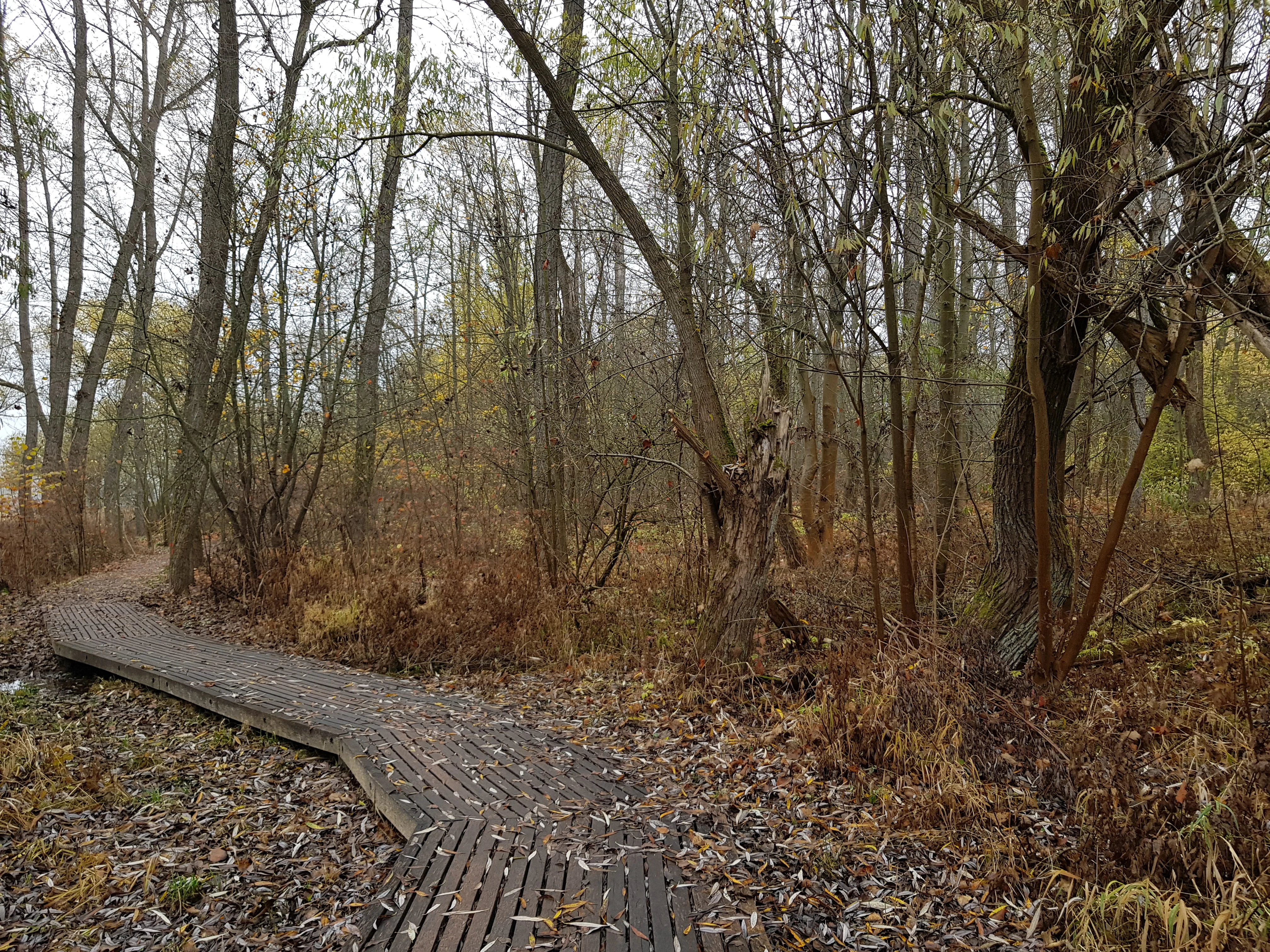 A slatted wooden boardwalk path curves through a deciduous forest with fallen leaves covering the ground under an overcast sky.