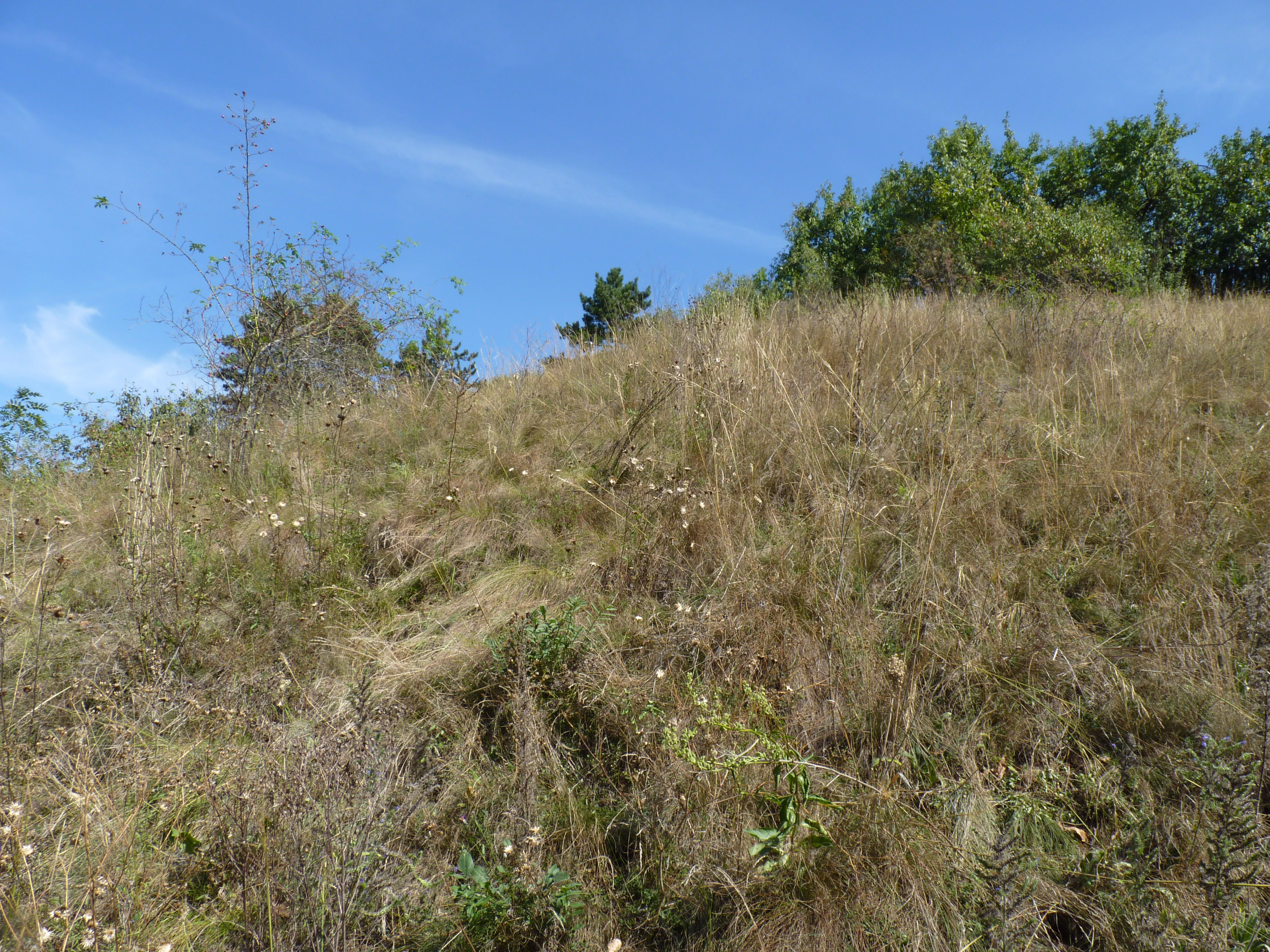 A steep, sun-bleached grassy slope under a clear blue sky, with scattered small trees and shrubs at the ridge.