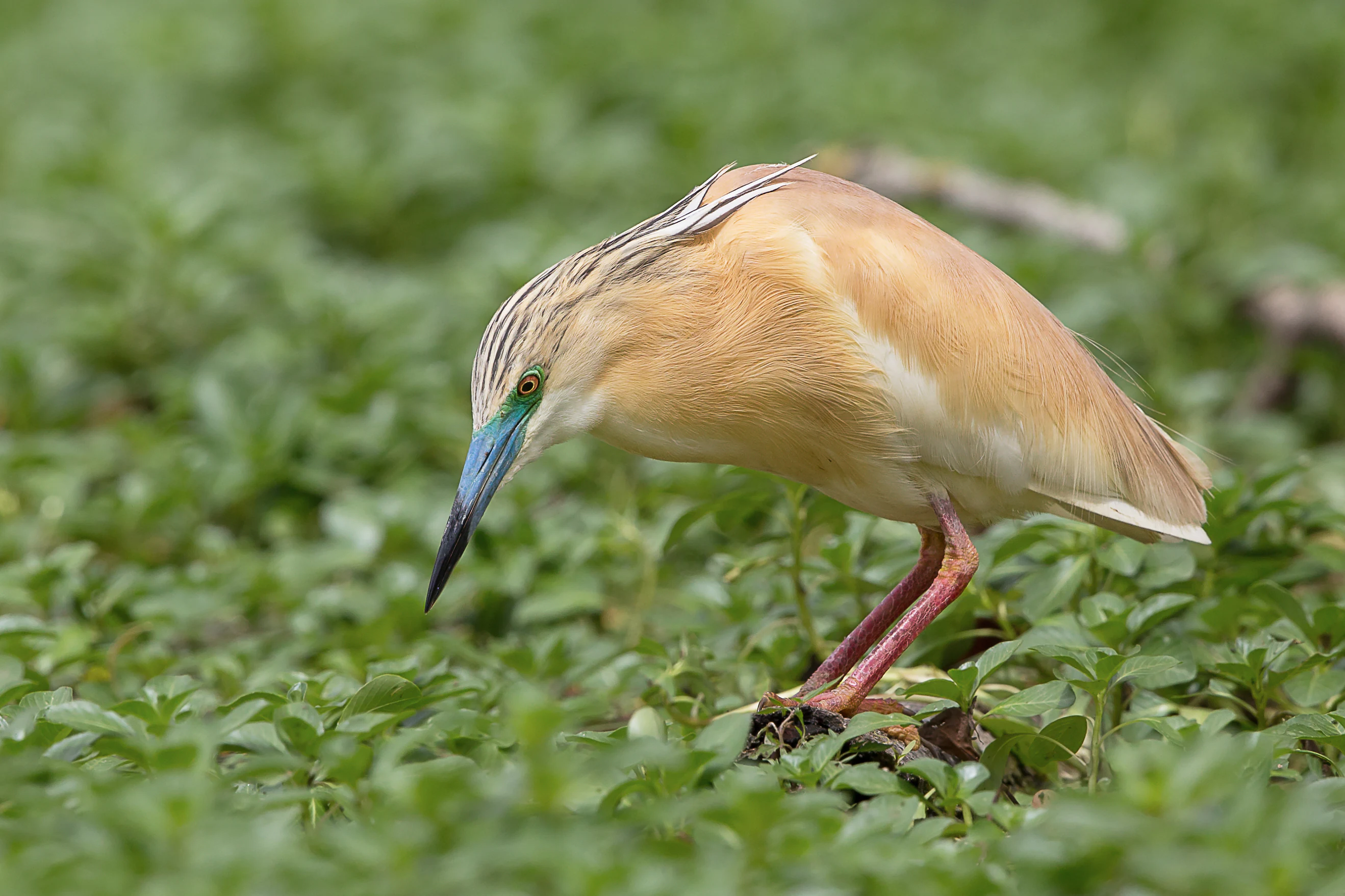 Squacco Heron with brown and white plumage and blue beak standing on green vegetation