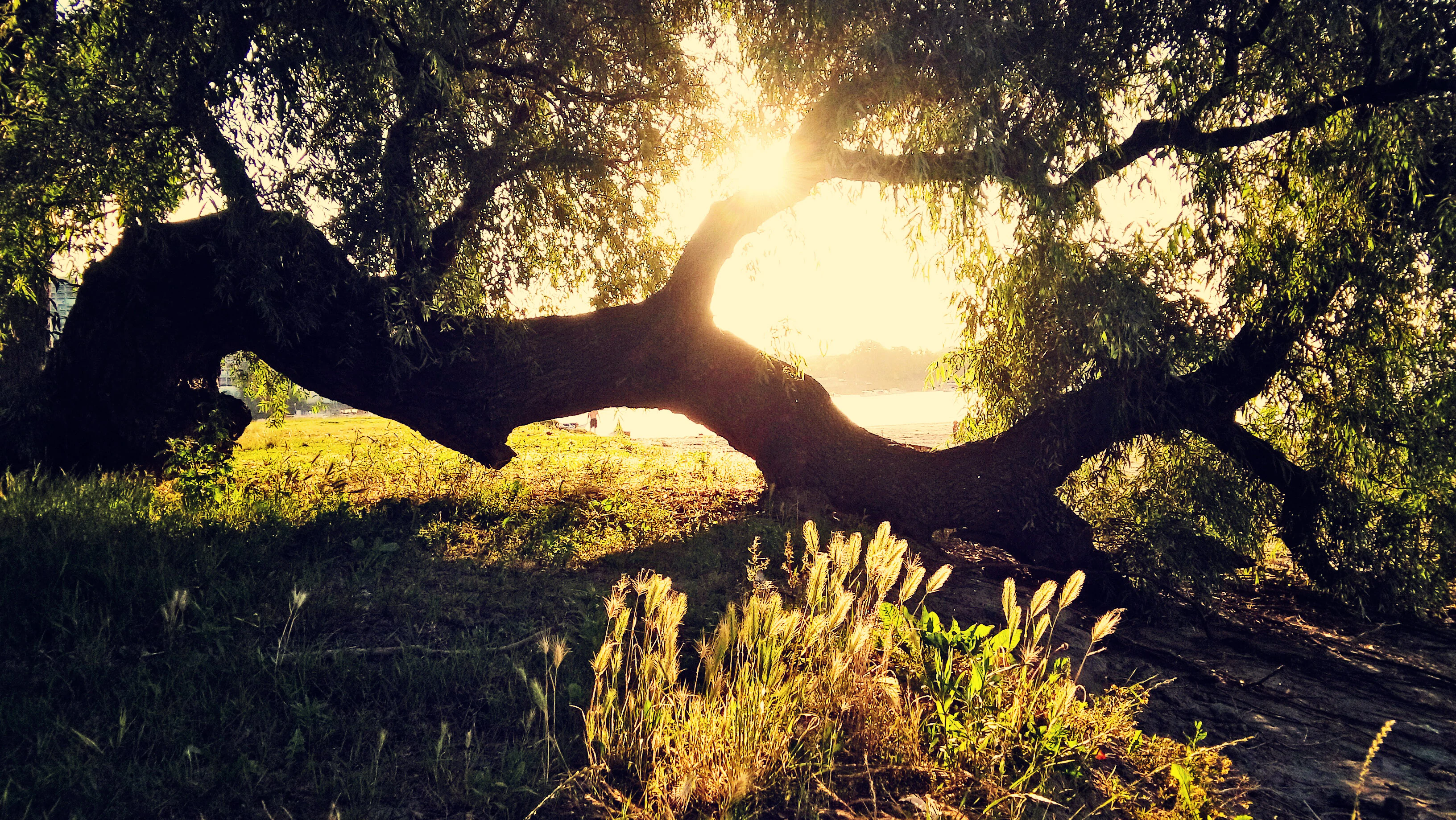 Sunlight filtering through twisted tree branches with grass and tall plants in the foreground