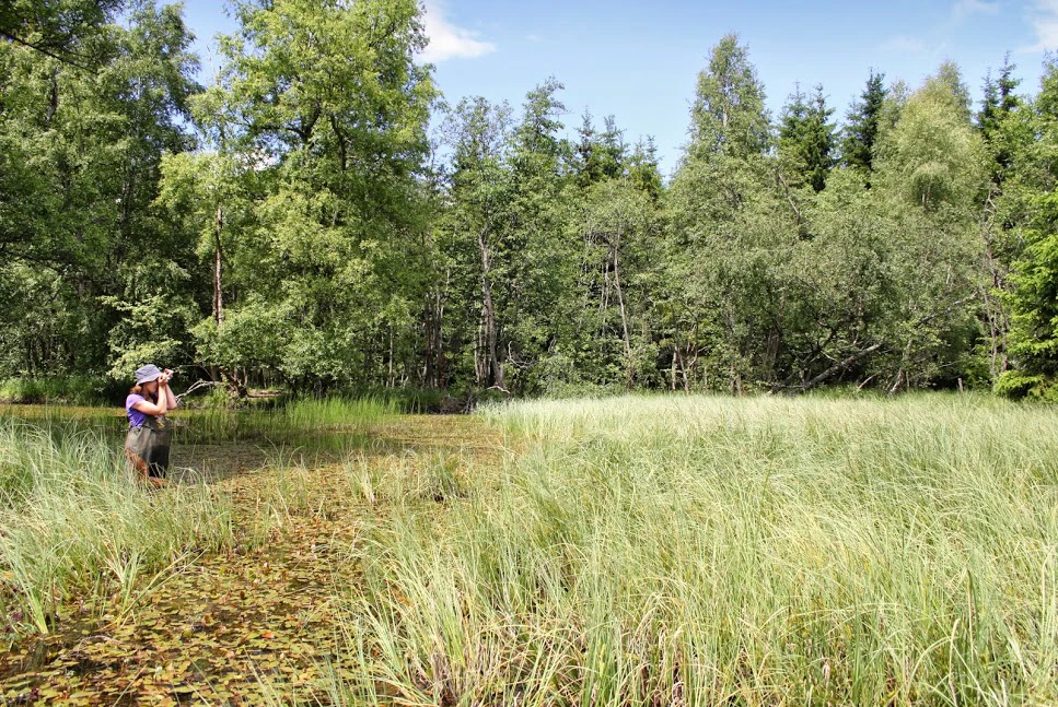 A person wearing a sun hat stands in a marshy wetland area, photographing or observing wildlife near a pond bordered by tall grasses and dense forest.