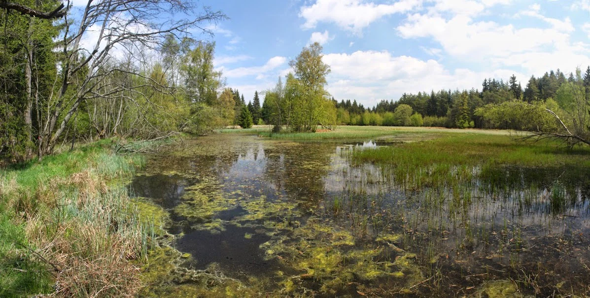 A panoramic landscape view of a calm pond surrounded by trees, marshy vegetation, and grasses on a bright spring day.