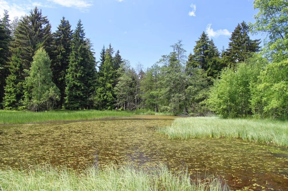 A small pond covered in floating aquatic plants, surrounded by lush green grasses and a dense forest of evergreen trees under a bright blue sky.