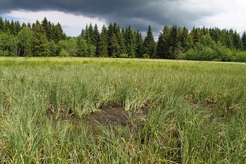 A grassy, swampy wetland area with a dense coniferous forest in the background under a cloudy, stormy sky.