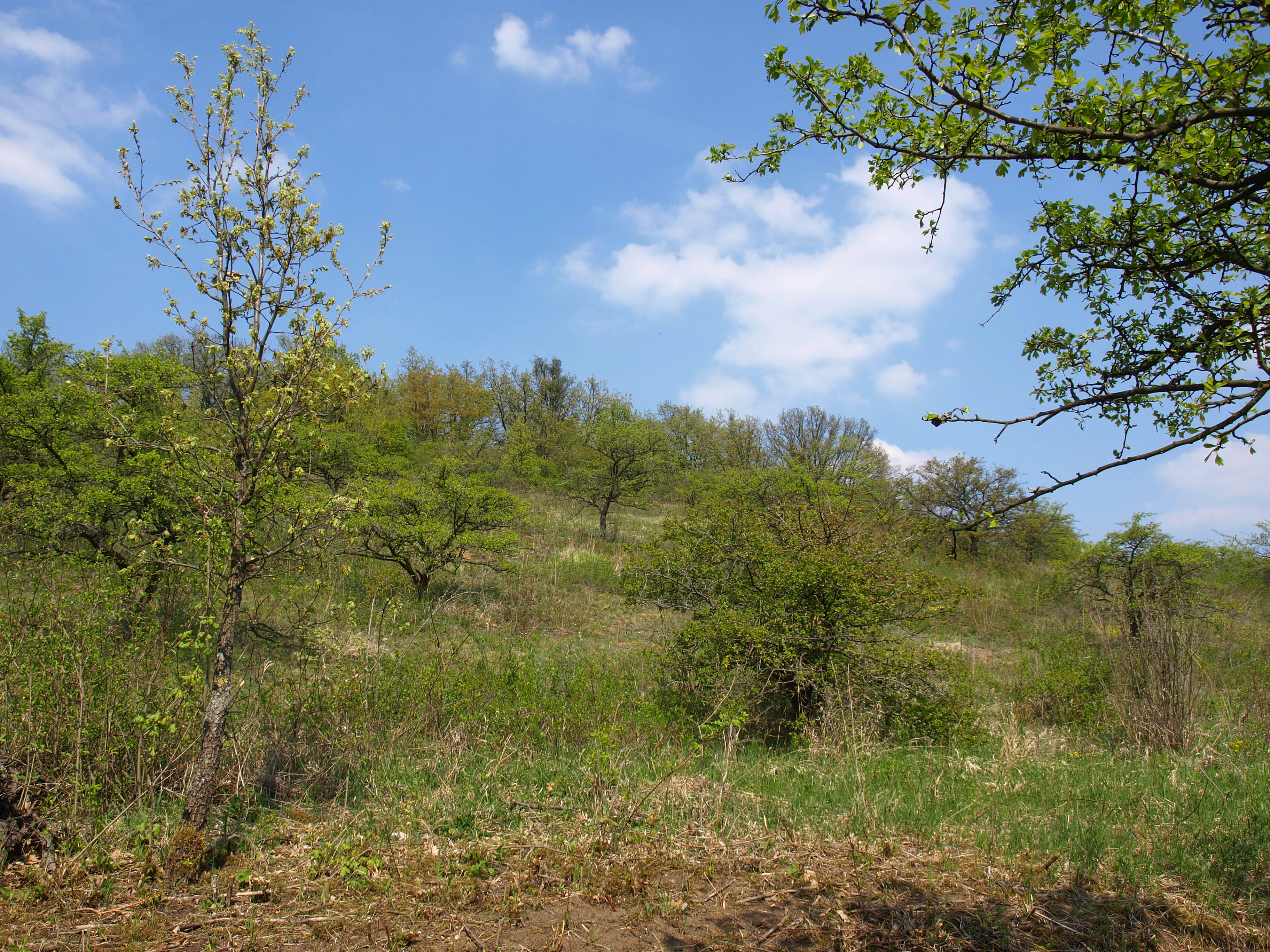 A sloped, open field with sparse trees, shrubs, and green vegetation under a blue sky with scattered clouds.