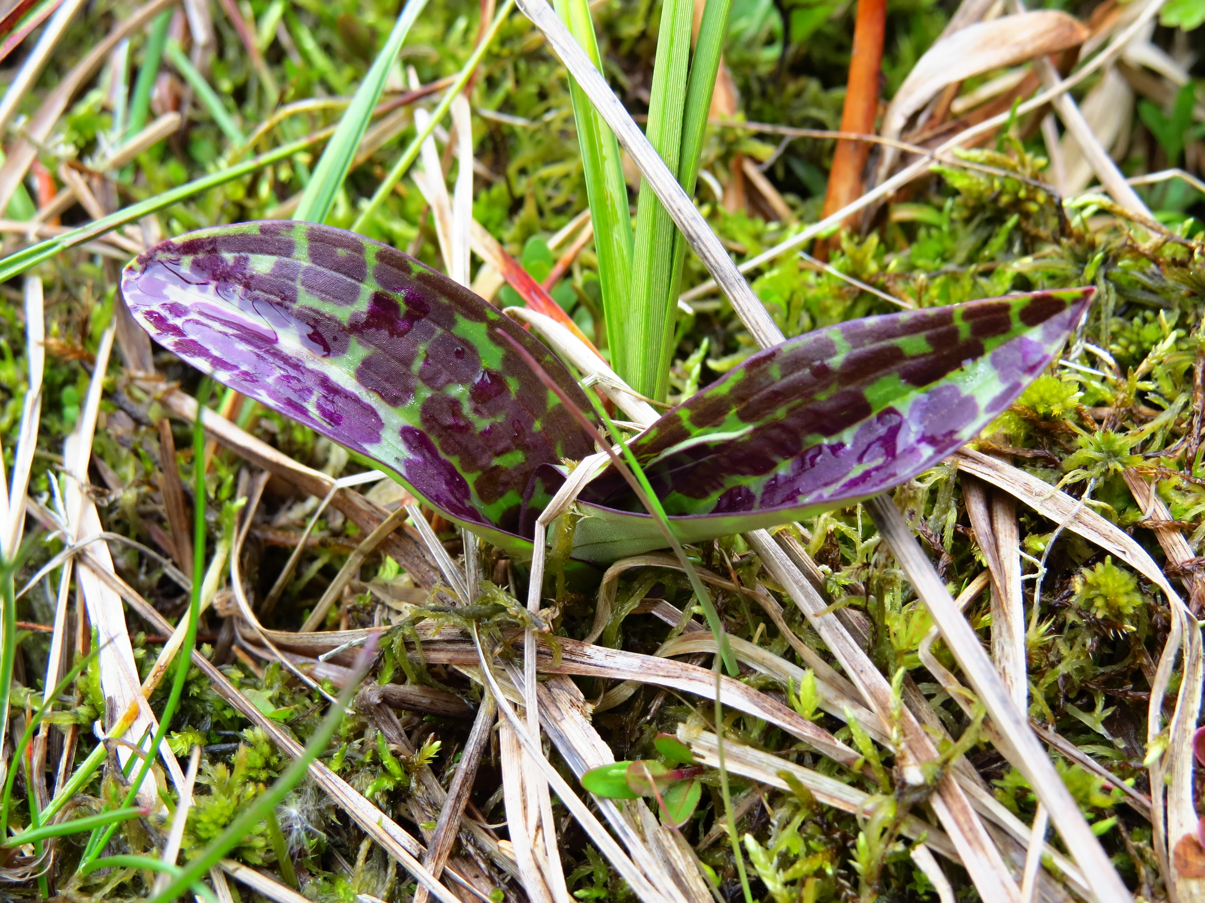 Close-up view of two shiny, purple-and-green mottled leaves of a western marsh orchid emerging from grass and moss in a peat meadow.