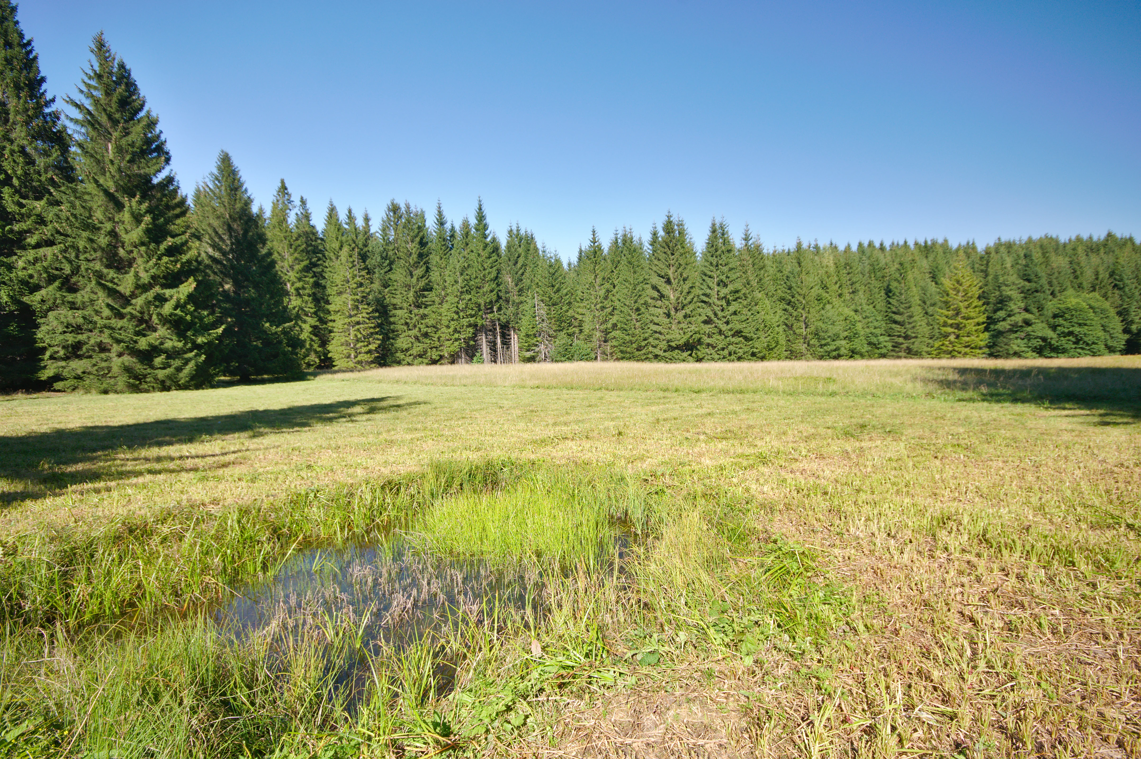 A wide view of a sunny, grassy peat meadow with a small patch of wetland in the foreground, backed by a coniferous forest under a clear blue sky.