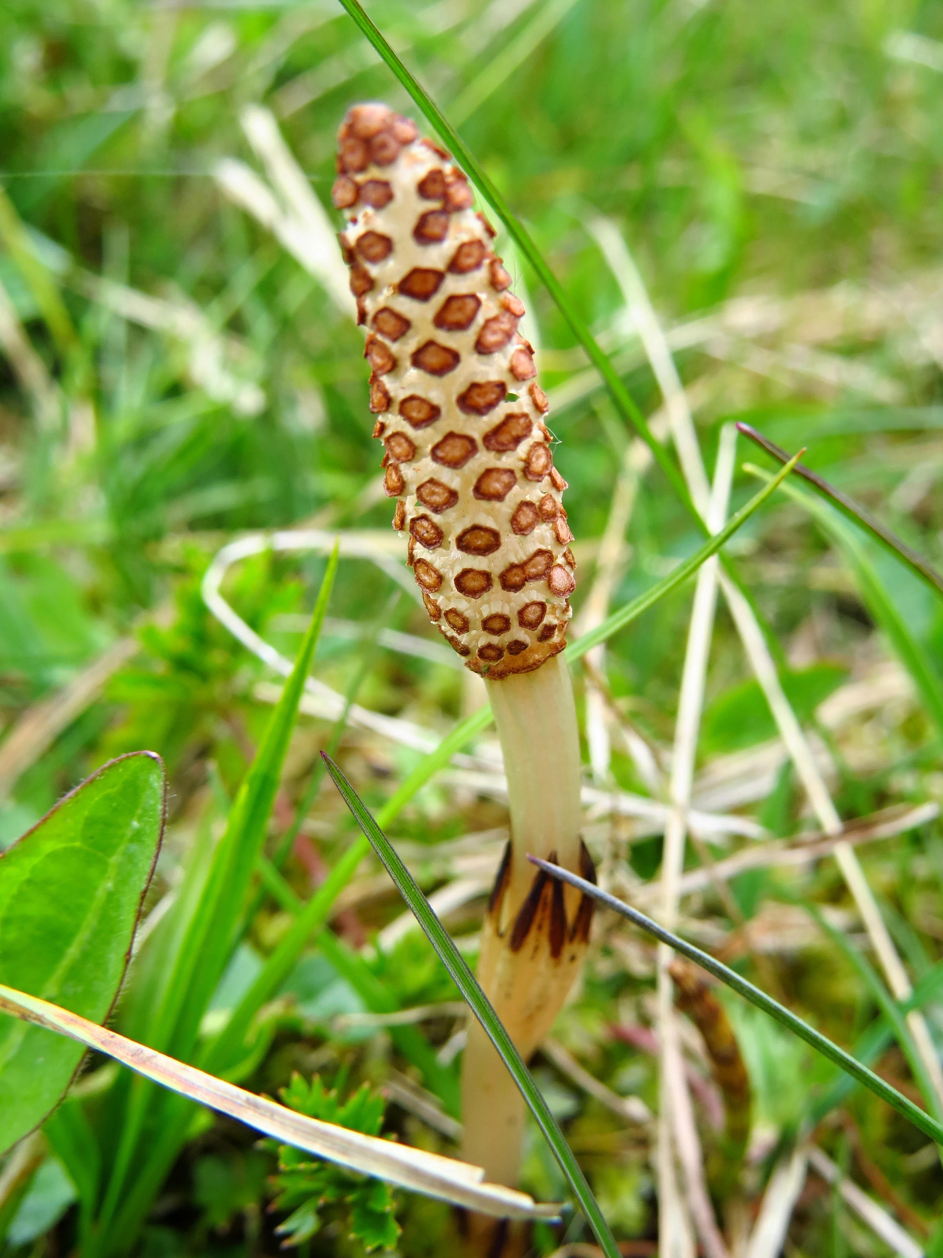 A close up view of the fertile spring stem and cone-like strobilus of a field horsetail plant, Equisetum arvense, growing in a field of green grass.