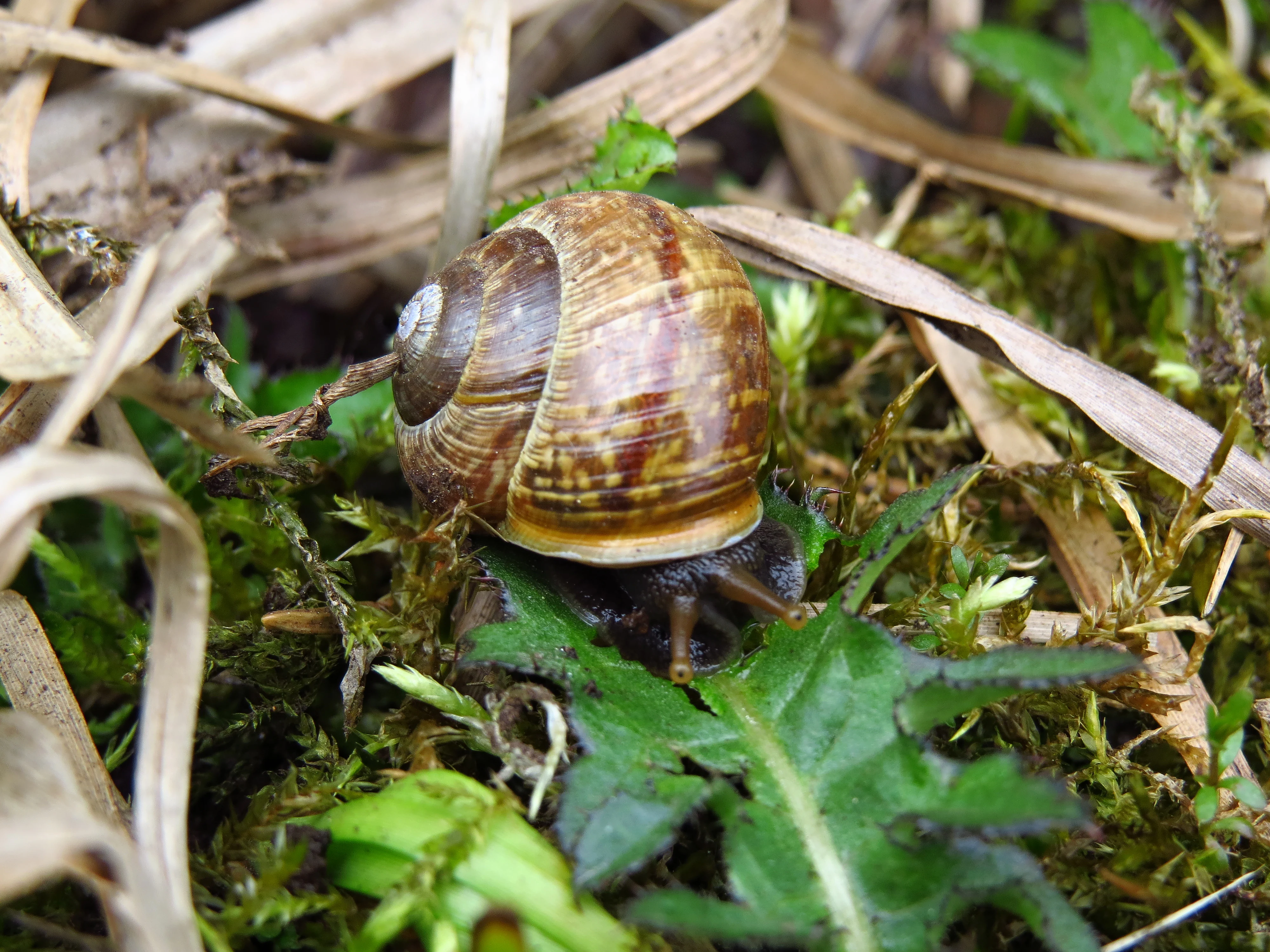 A close-up view of a brown-shelled land snail crawling over moss and green leaves at the Velká louka natural monument.