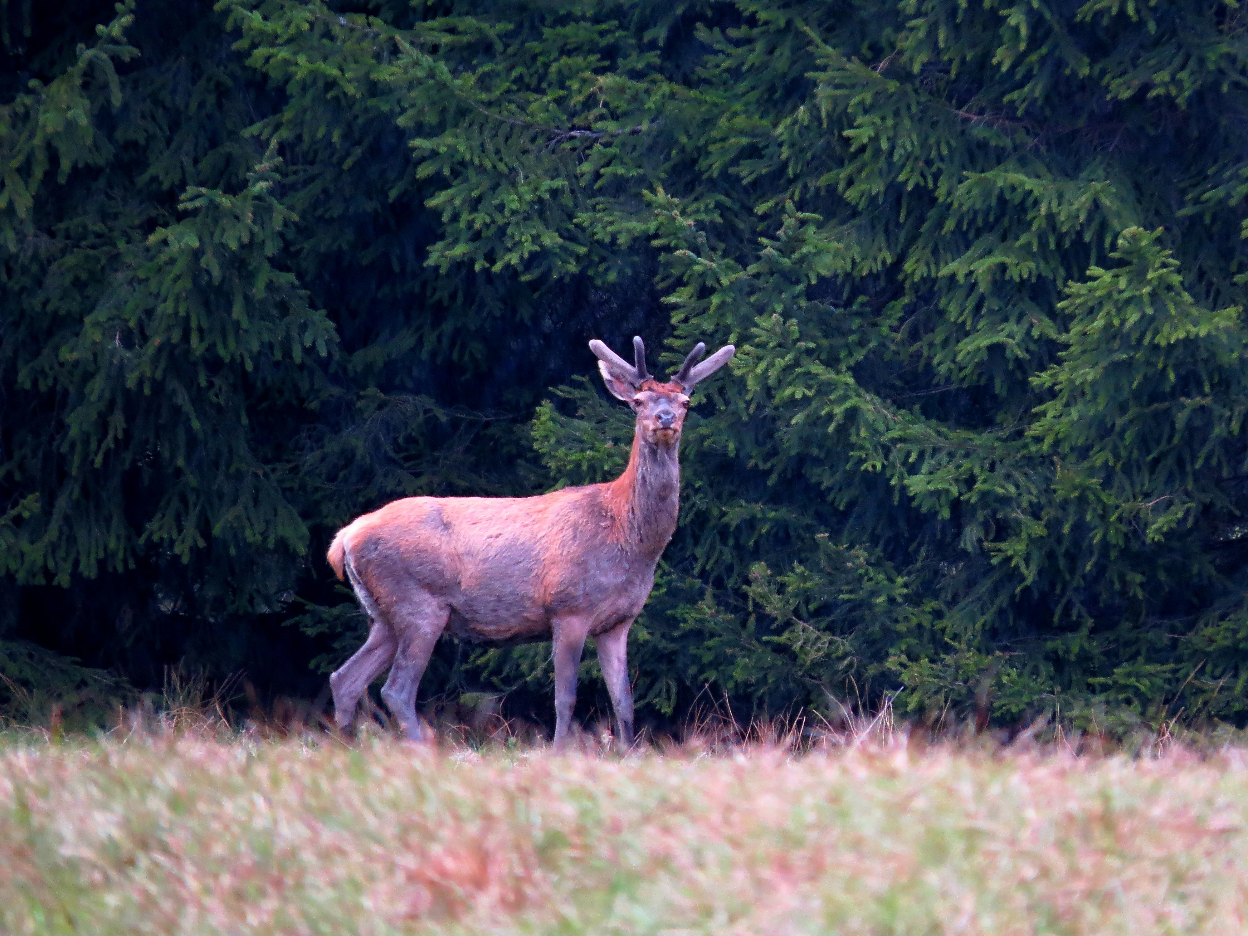 A young deer with small antlers standing in a grassy field in front of a dense pine forest.