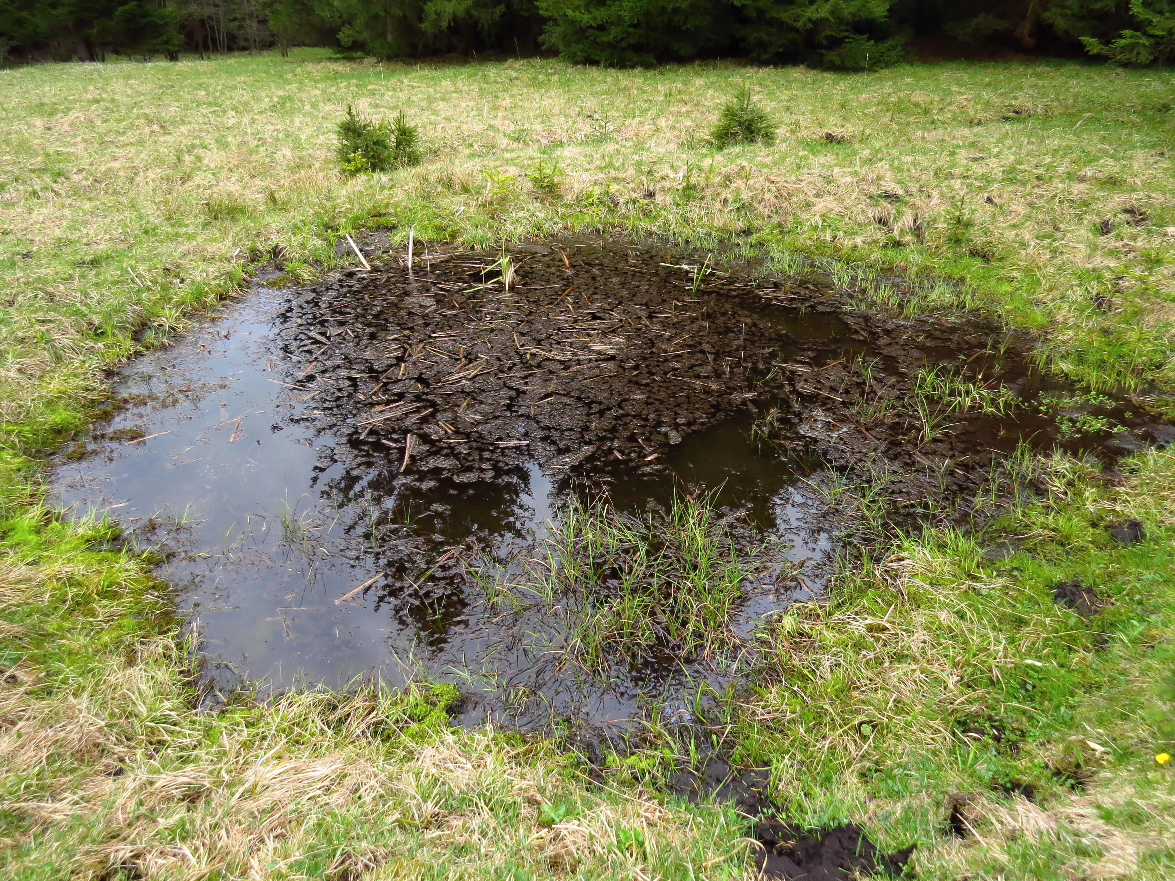 A small, muddy pond surrounded by grassy meadow and a line of evergreen trees in the background.