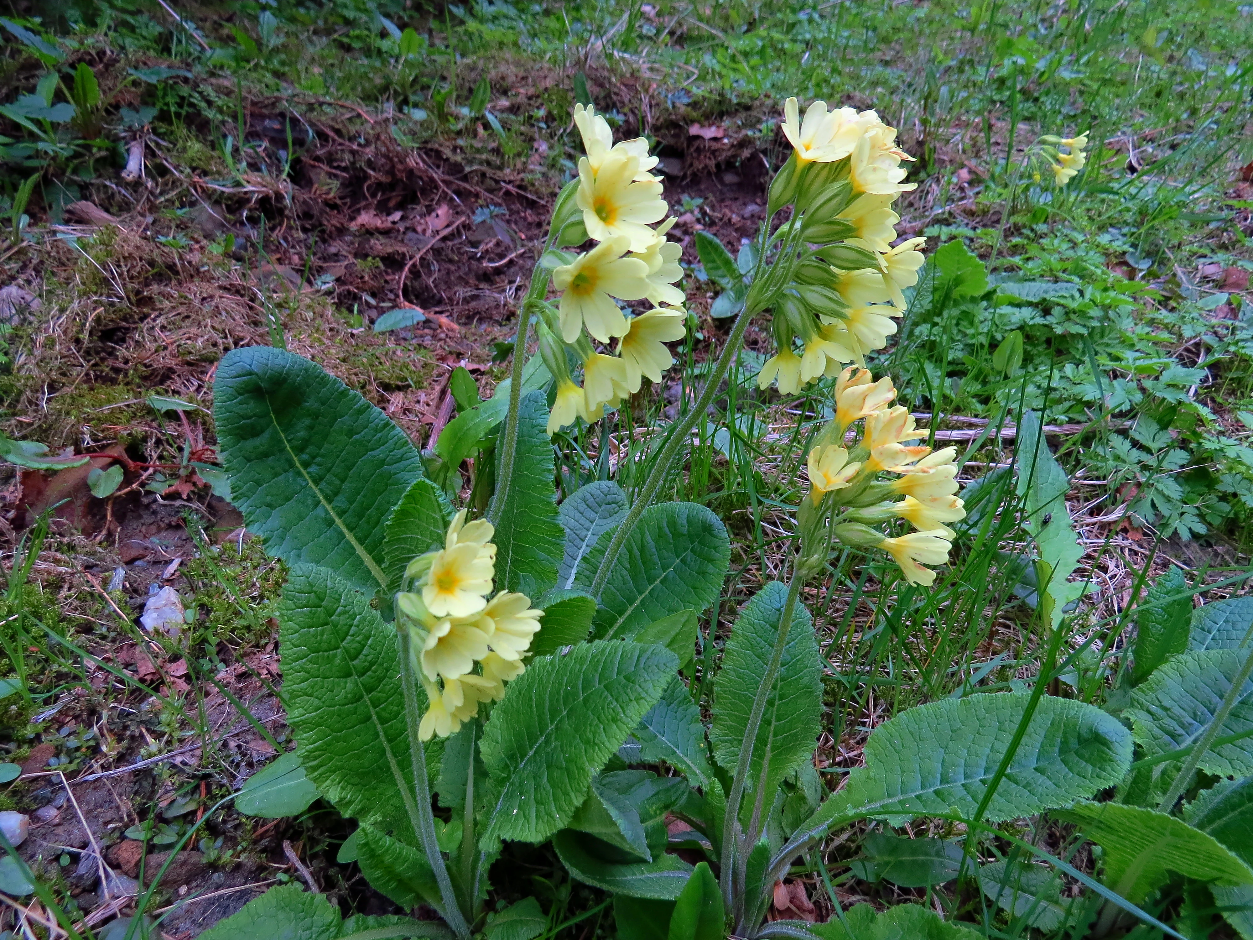 A cluster of yellow oxlip flowers with bright green wrinkled leaves growing from the soil in a meadow.