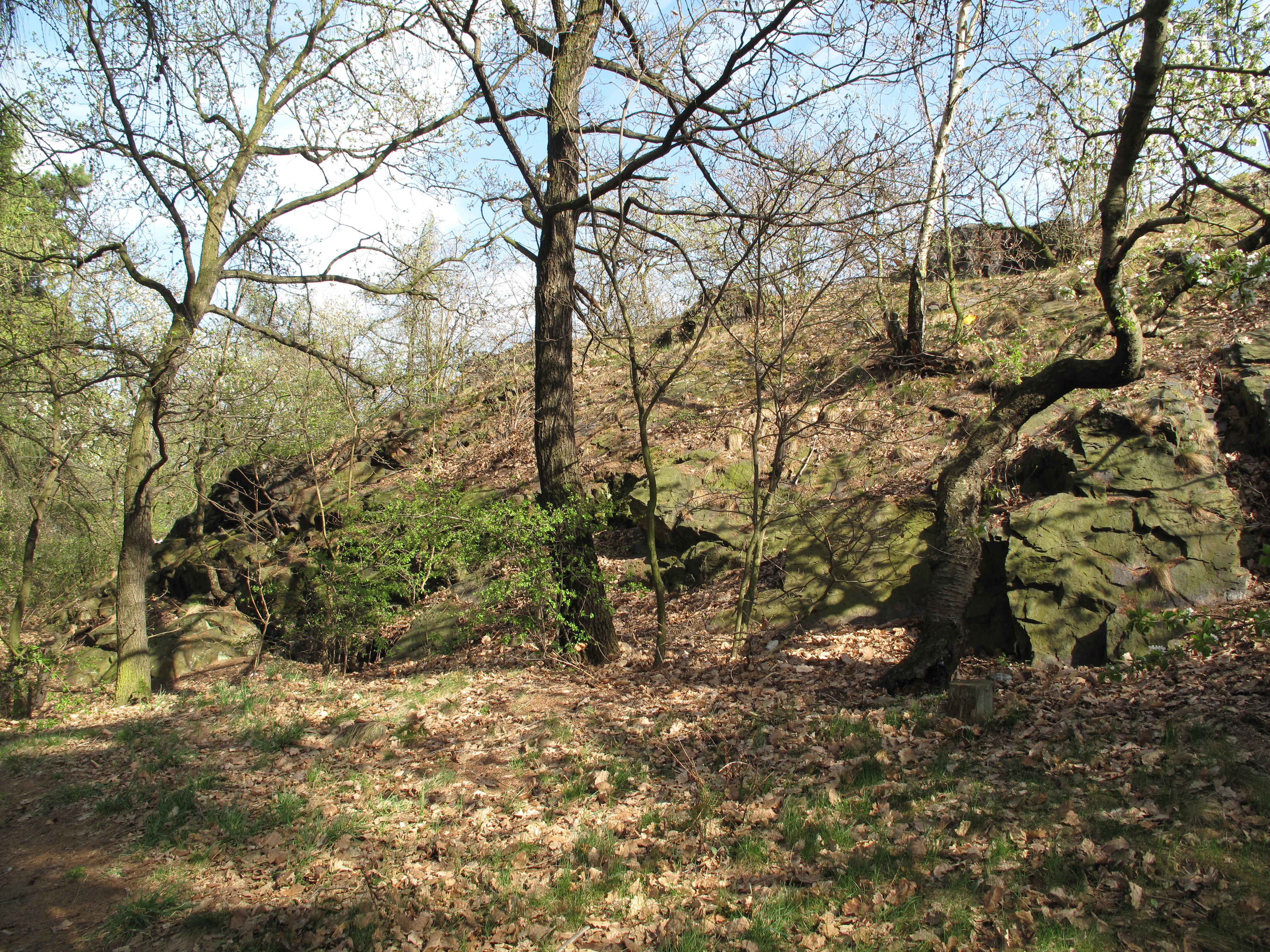 A sloped woodland area featuring exposed rocky outcrops among deciduous trees with bare branches in early spring.