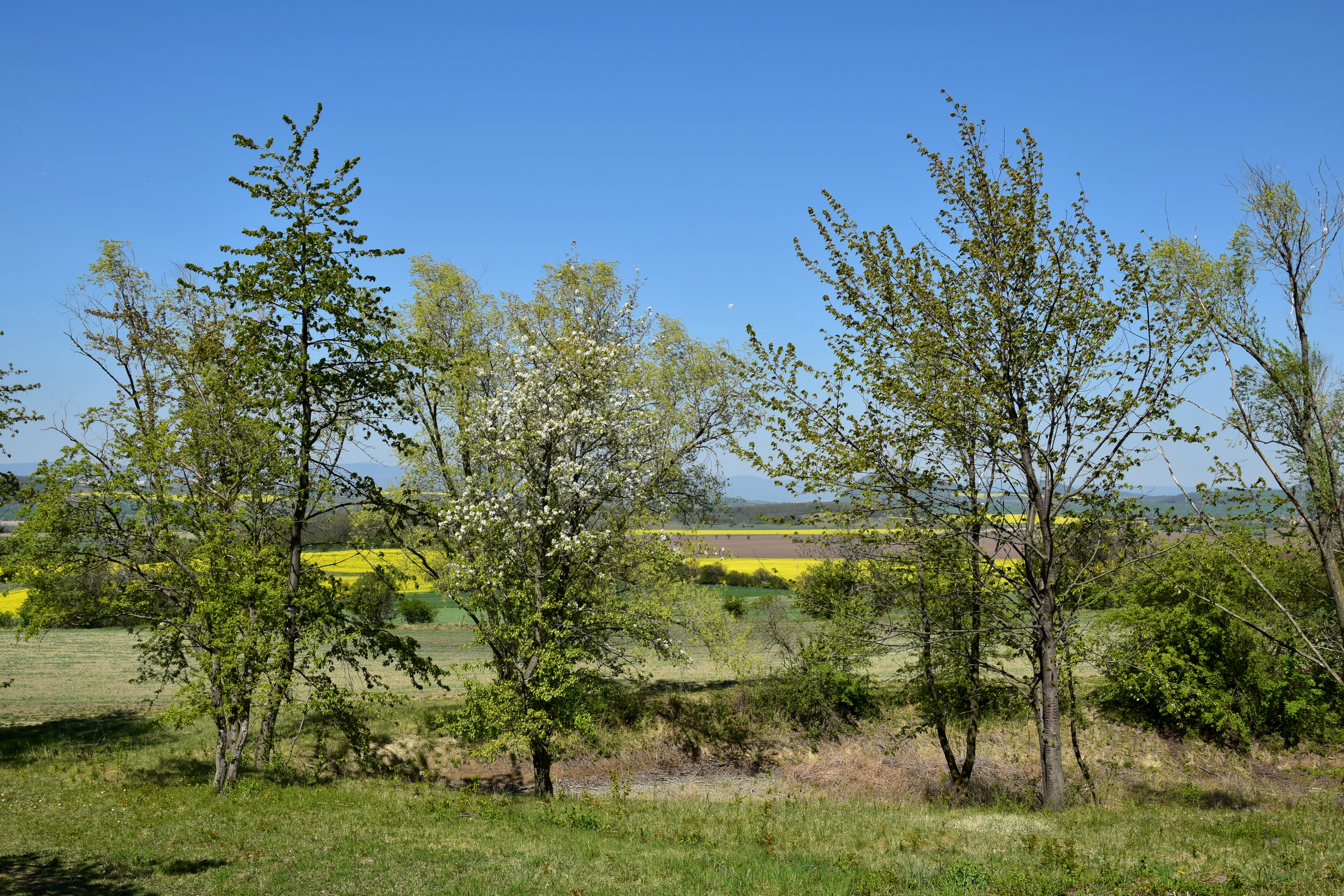 A wide view of a natural landscape with several trees in the foreground, open grassy fields, and a yellow-flowering agricultural field in the distance under a bright blue sky.