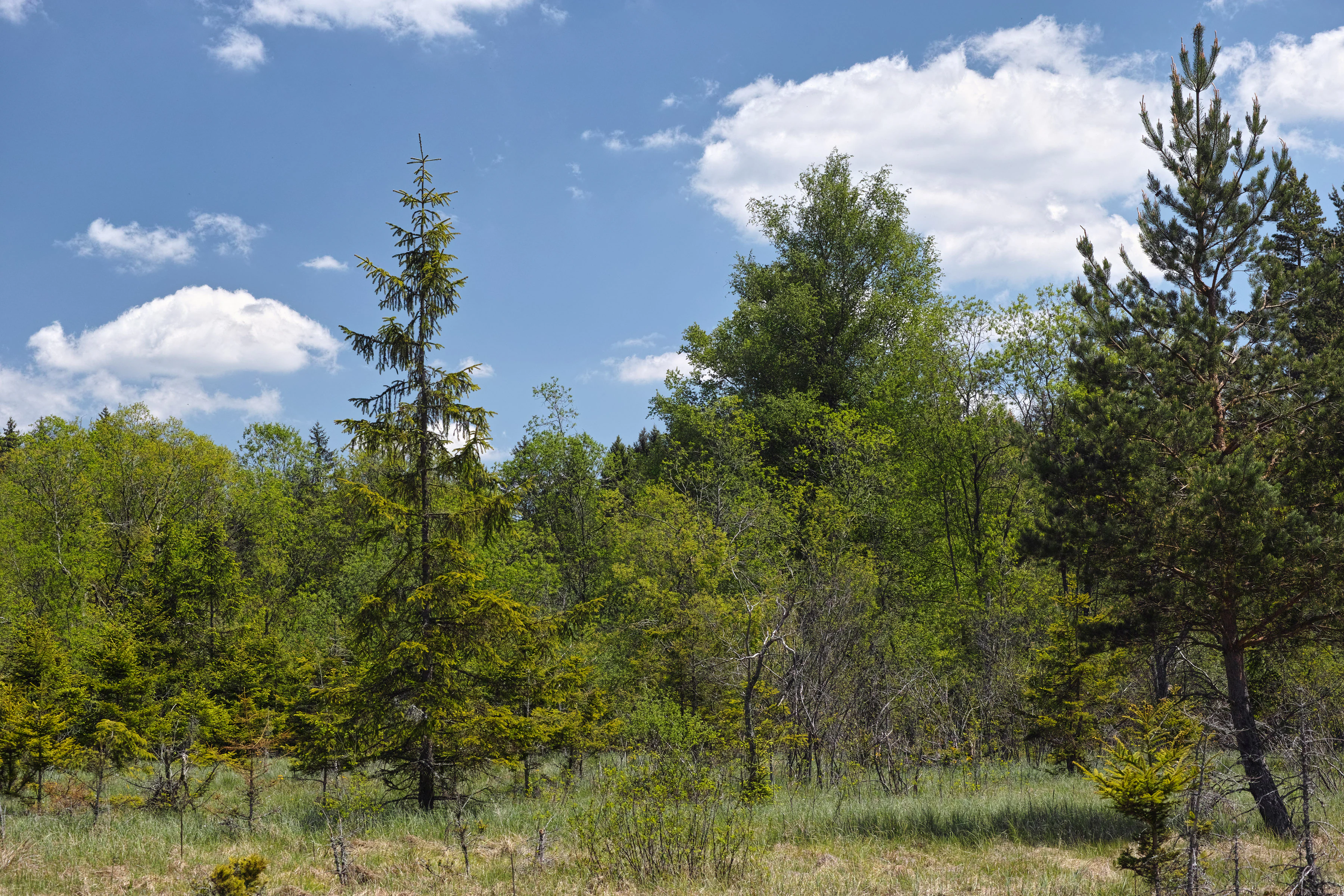 A sunny, open wetland area with scattered pine and spruce trees set against a blue sky with white clouds.