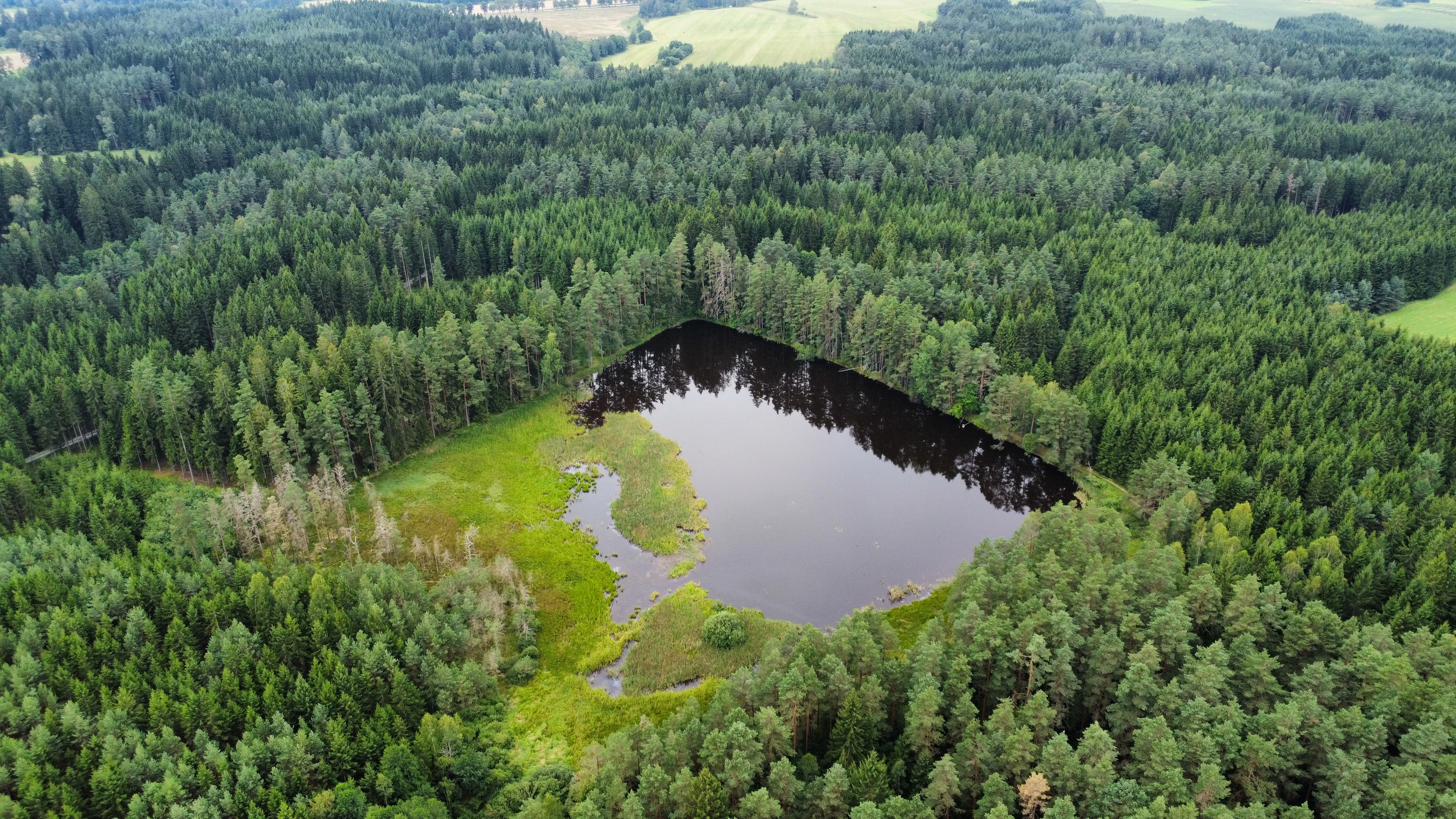 An aerial view of a dark, irregularly shaped pond surrounded by dense coniferous forest and green wetlands.
