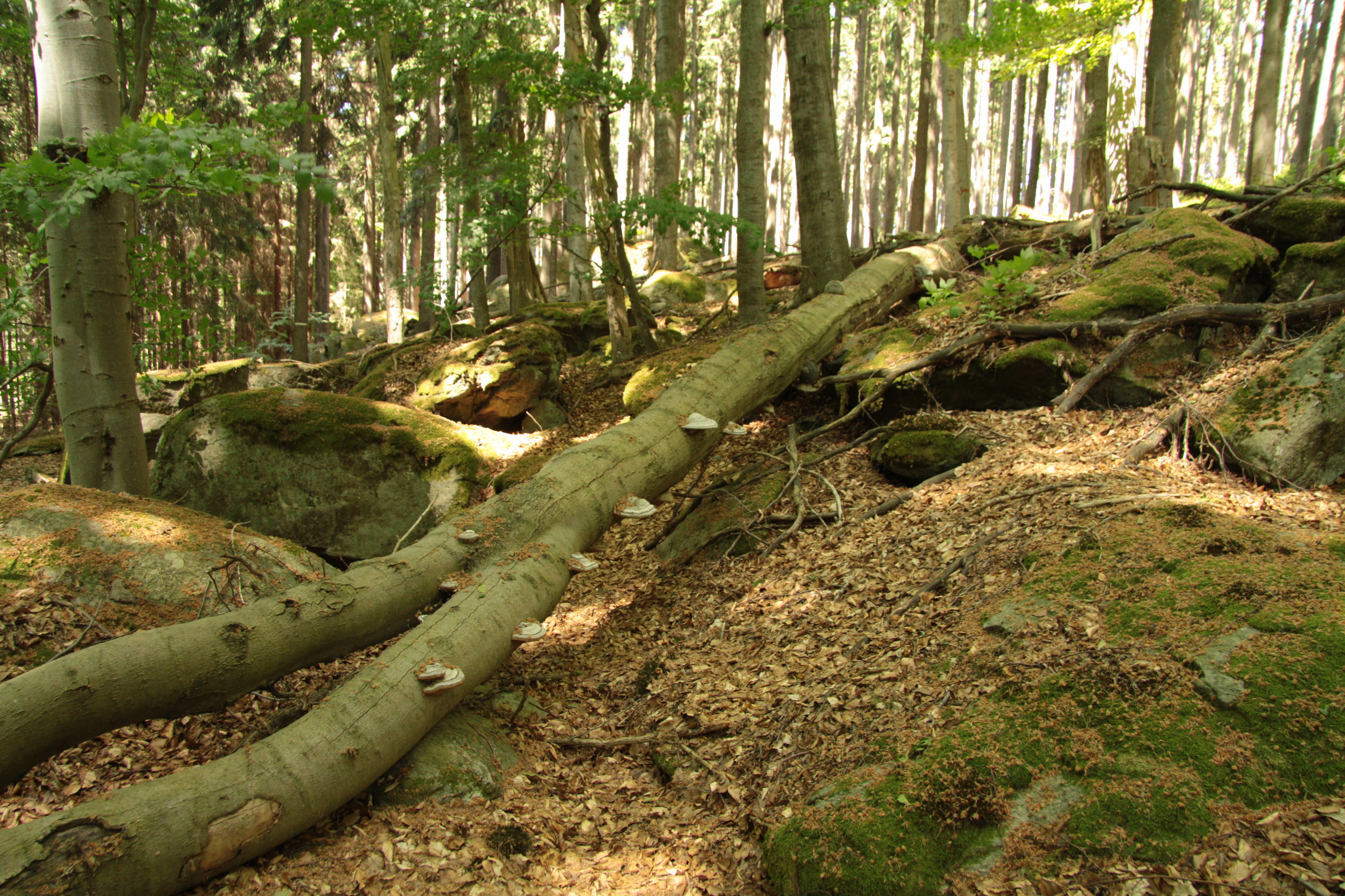 Un suelo forestal con grandes rocas cubiertas de musgo y un tronco caído que se extiende a lo largo de la escena.
