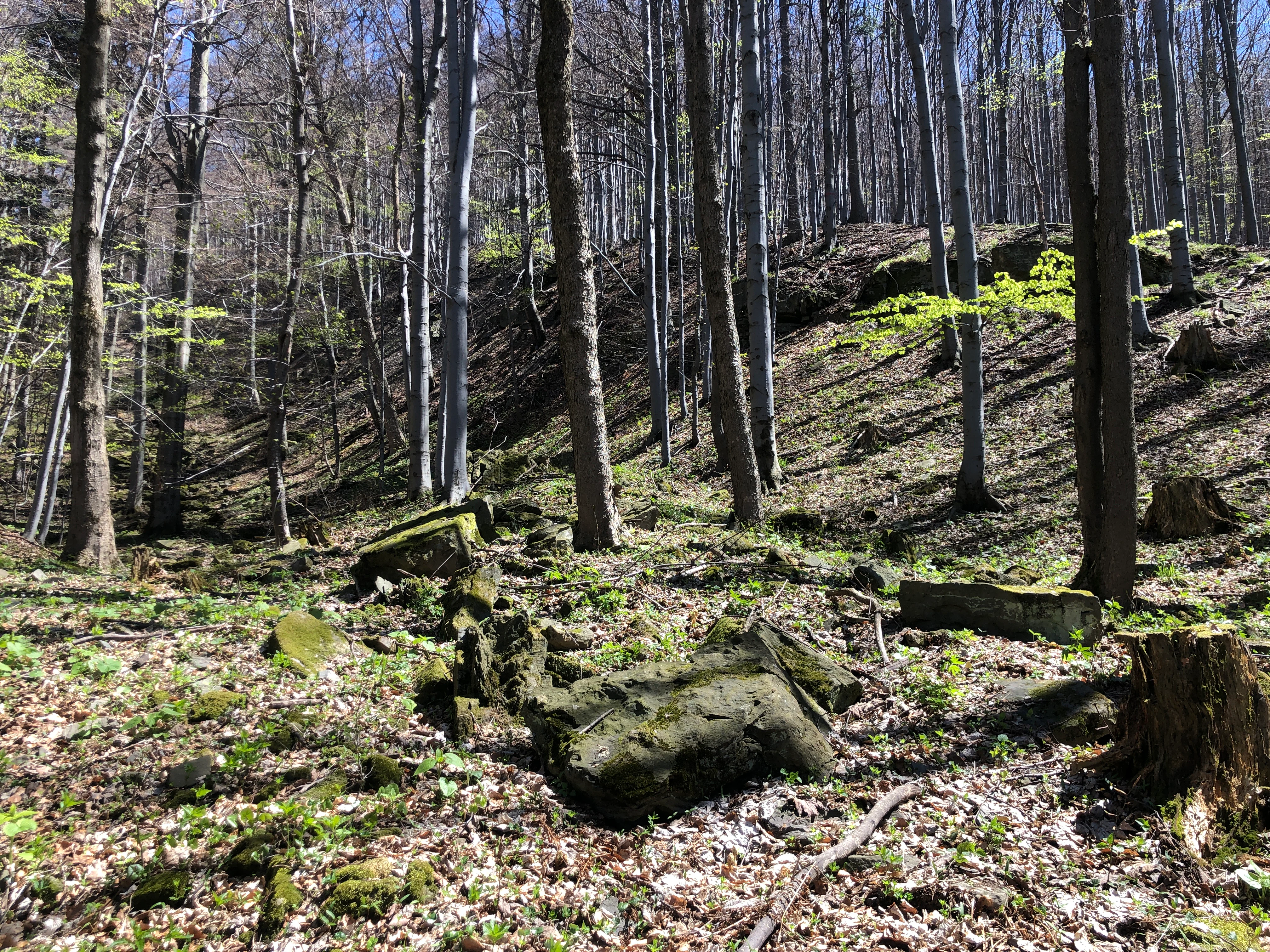 A woodland scene showing a forested hillside in spring, with large, mossy sandstone rock boulders scattered on the forest floor among tall, thin deciduous trees.
