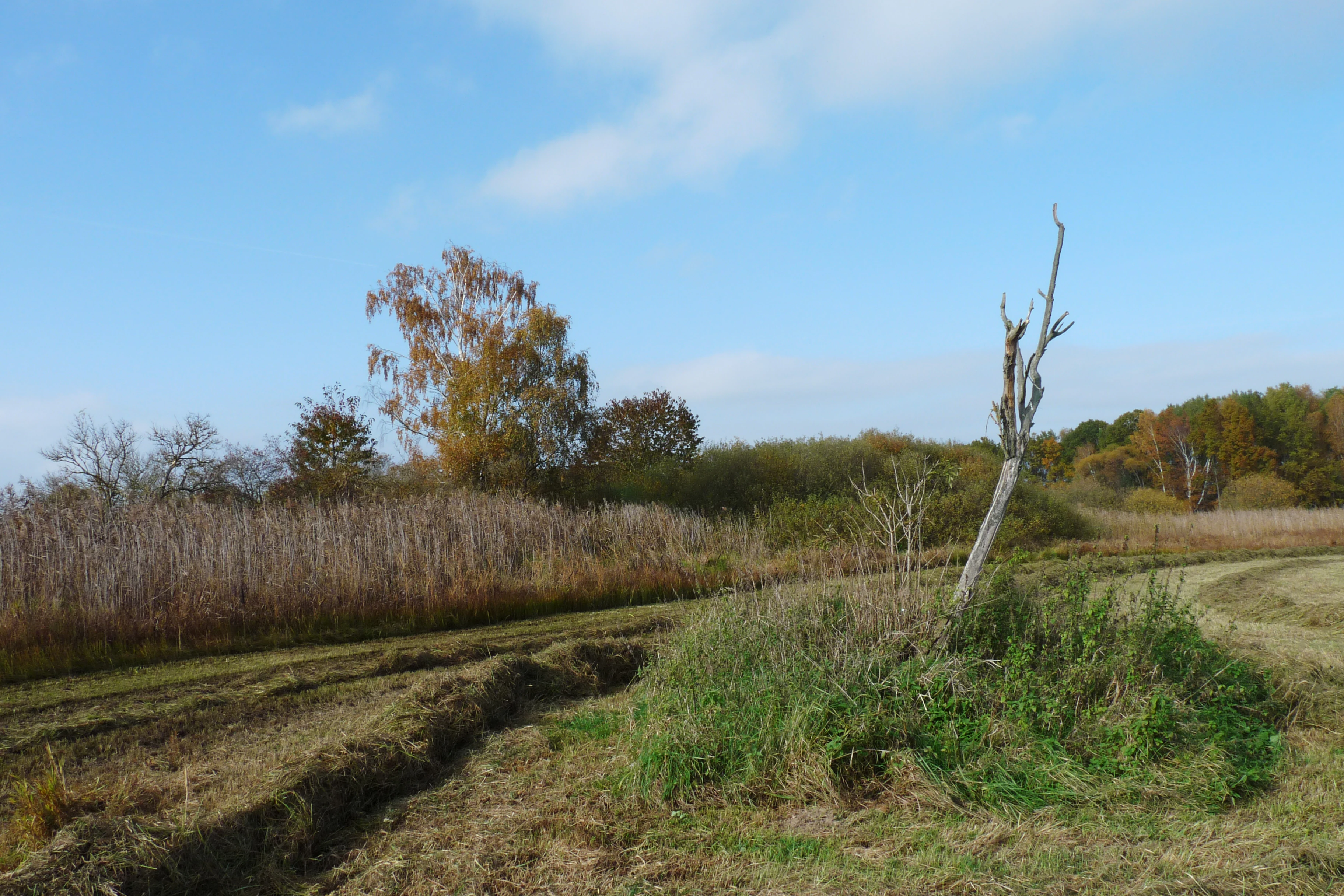 A wetland landscape with tall brown reed beds along a grassy bank, a dead tree trunk leaning to the right, green and brown vegetation, and trees with autumn foliage in the background under a blue sky with light clouds.