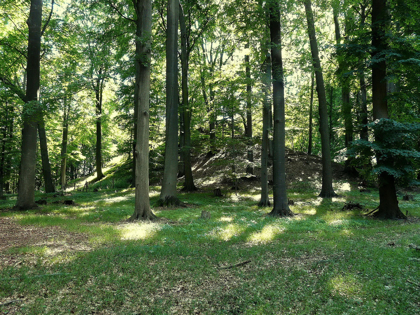 A view of the mature forest floor and tall tree trunks at the southern peak of Radechov hill.