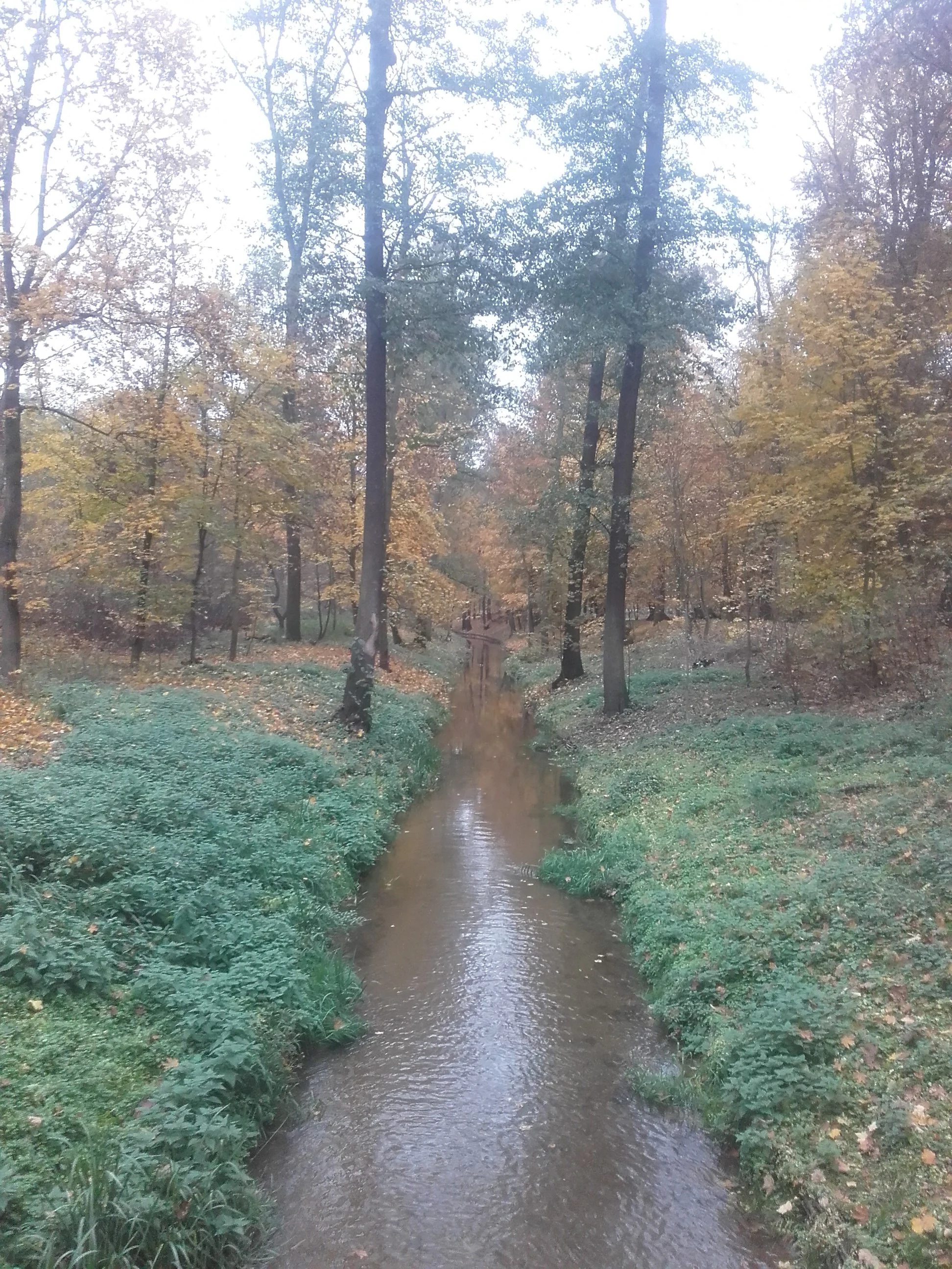 A narrow, calm mill race or canal flows centrally through a deciduous forest in autumn with yellowish leaves on the trees and green ground vegetation.