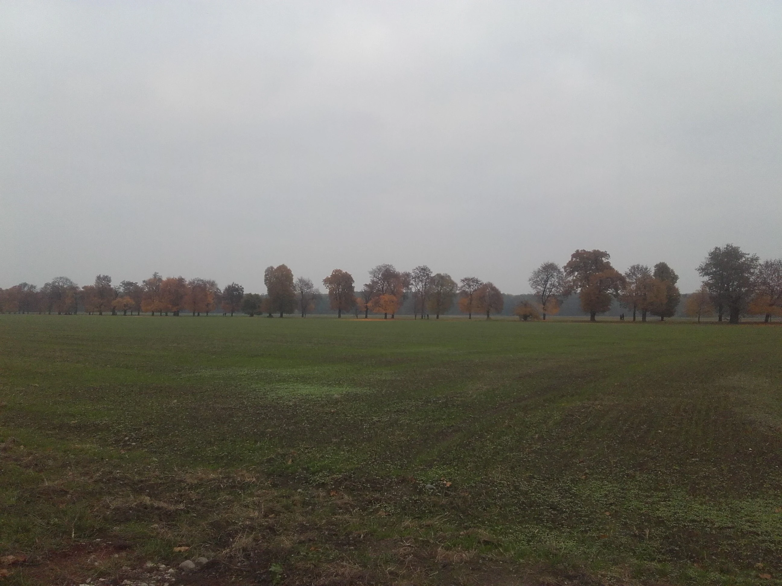 A wide view of a large, flat green field under an overcast, grey sky, with a line of autumn-colored trees stretching across the midground.