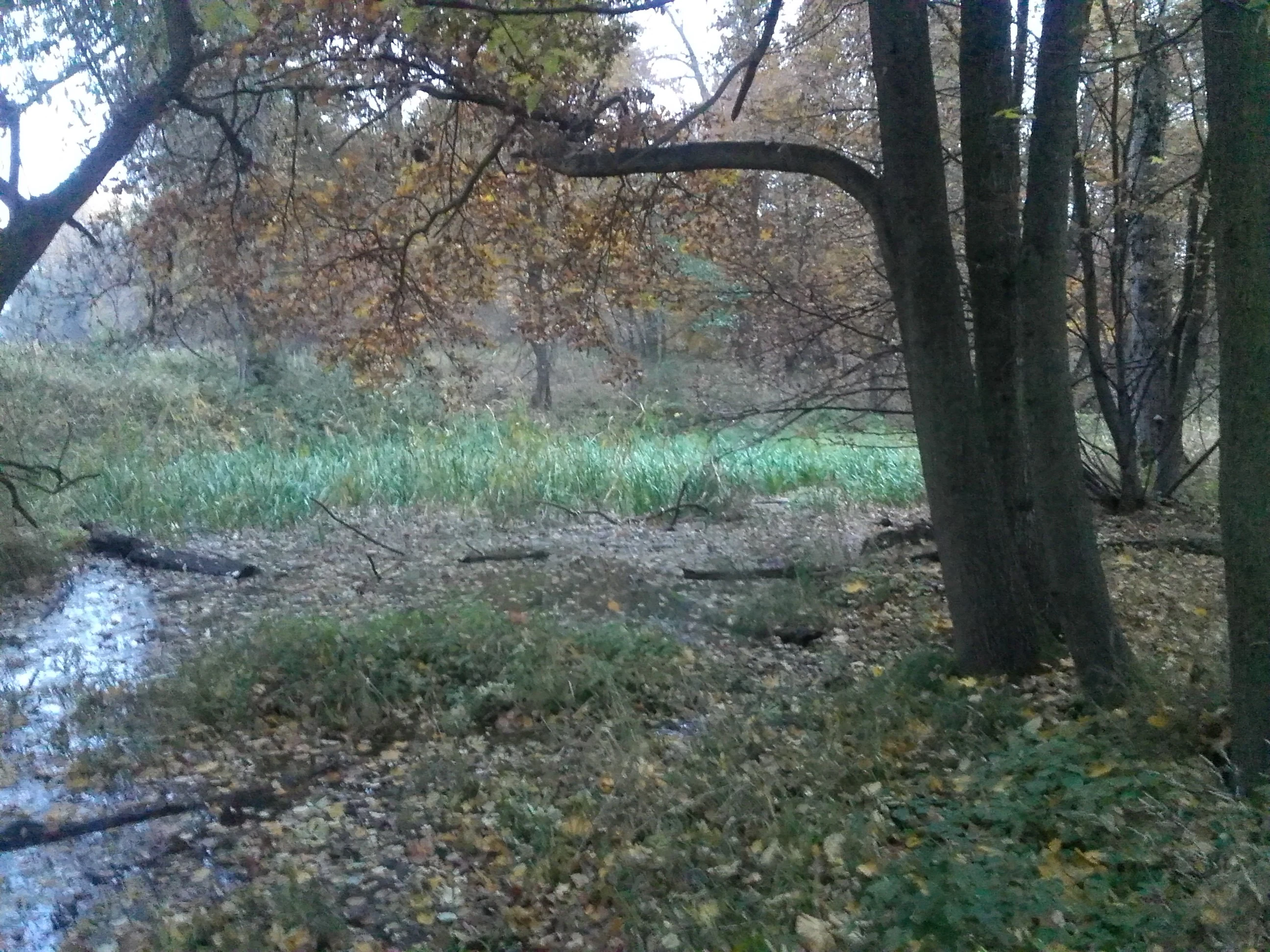 A forest wetland area with a small canal or stream flowing through a woodsy area with fallen leaves and reeds.