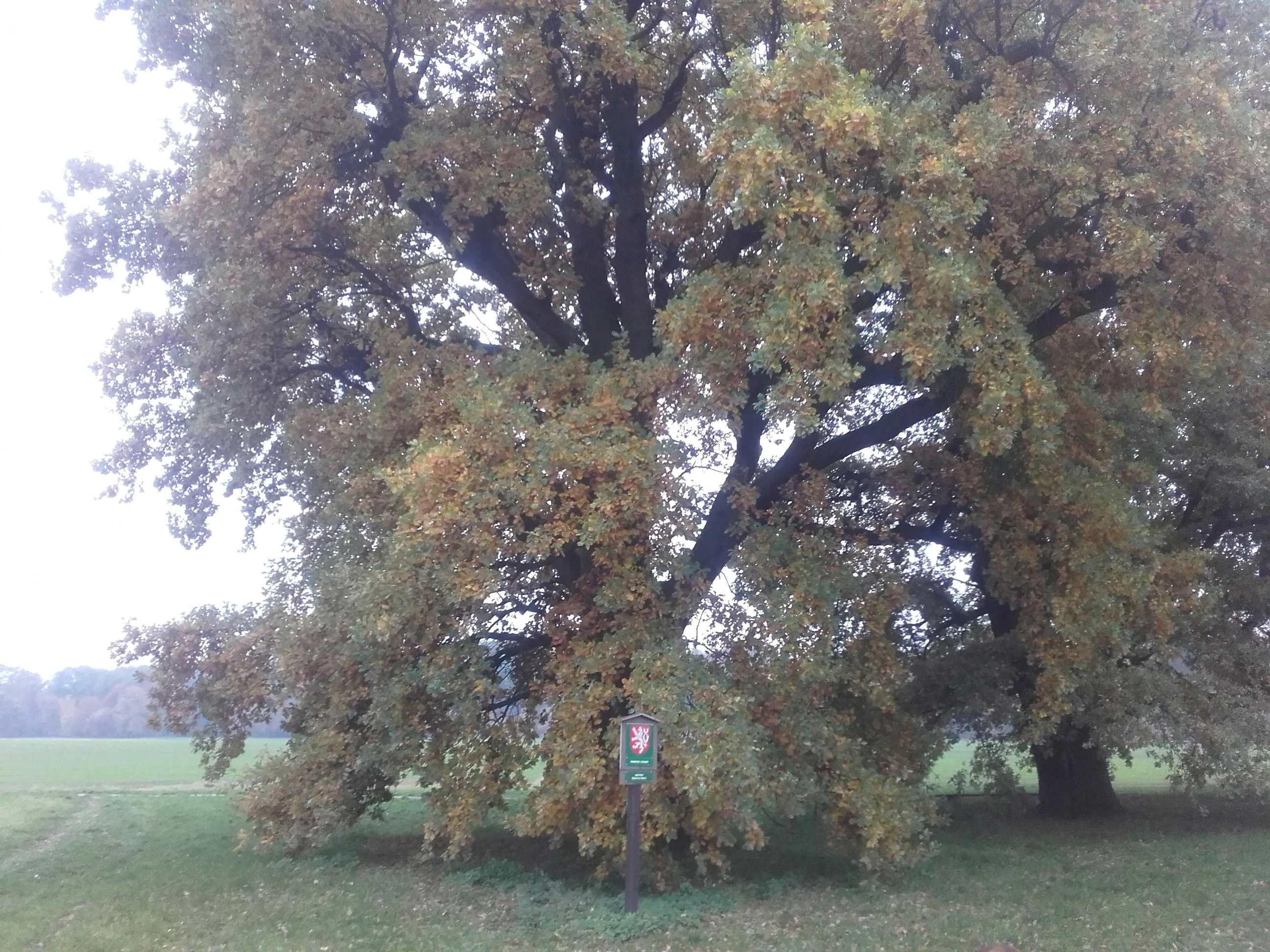 A large, mature deciduous tree with dense foliage and a visible official protected area sign standing on a grassy field.