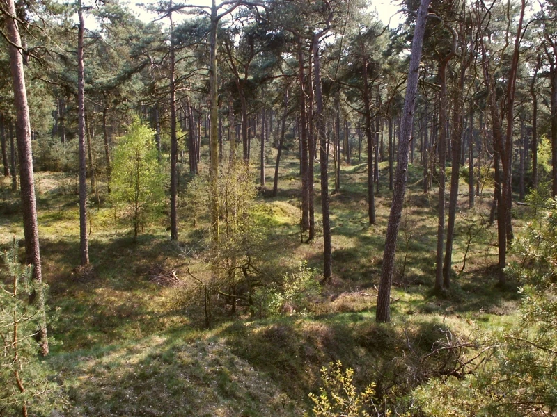 A wide shot looking down into a forest with tall, slender pine trees scattered across a gentle, uneven terrain covered in grass and light green undergrowth.