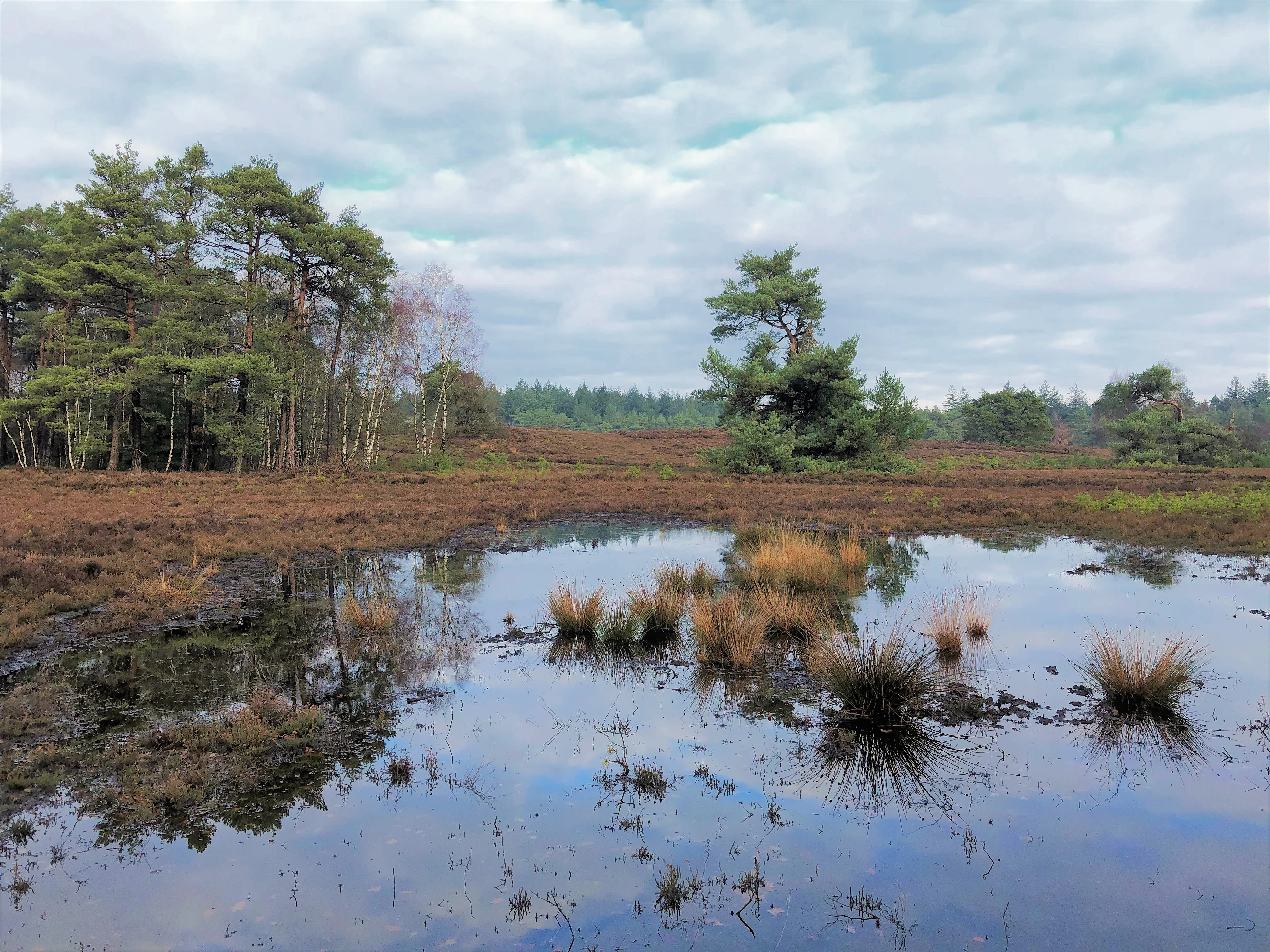 A serene heathland scene with a small, dark pond in the foreground reflecting a cloudy sky and surrounding pine trees.