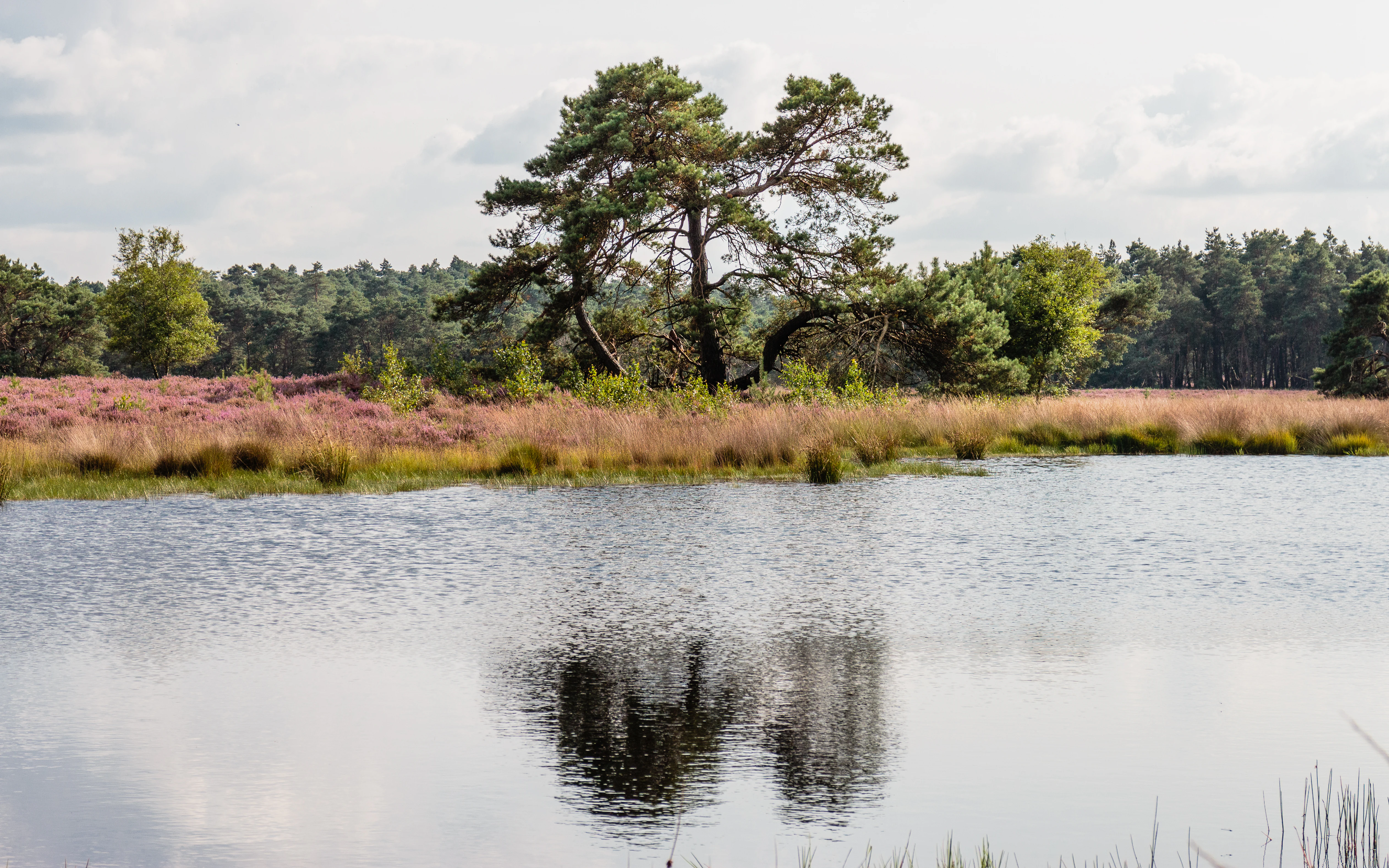 A serene pond in the foreground with a reflection of a large pine tree; background features purple blooming heather and a forest line under a cloudy sky.