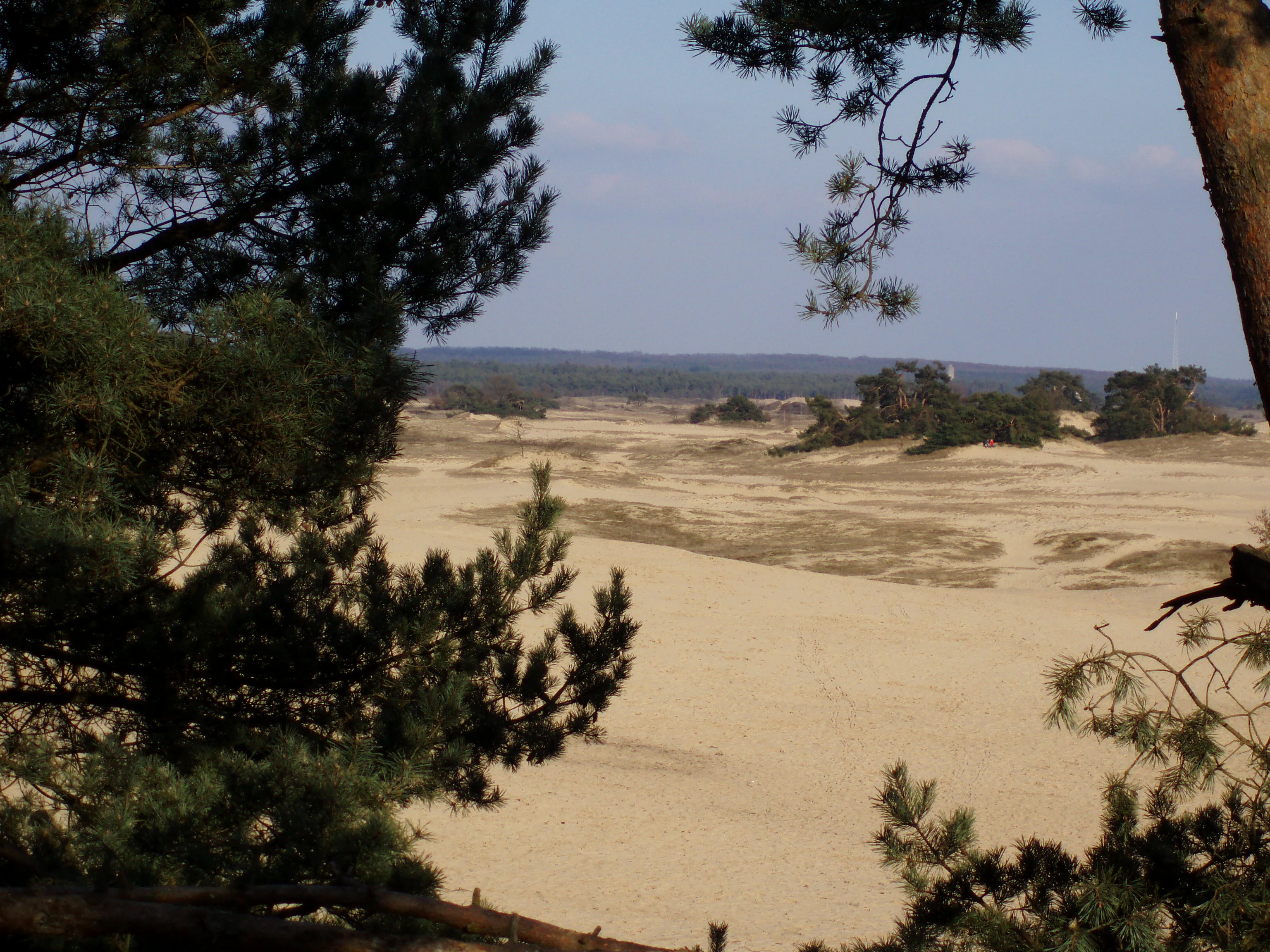 A sandy, desert-like clearing known as Kootwijkerzand, surrounded by pine trees, viewed from a slightly elevated position through pine branches.