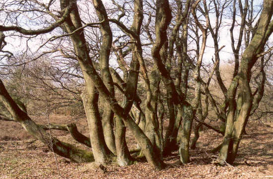 A group of deciduous trees with multiple trunks originating from a single base in a forest setting during late winter or early spring.