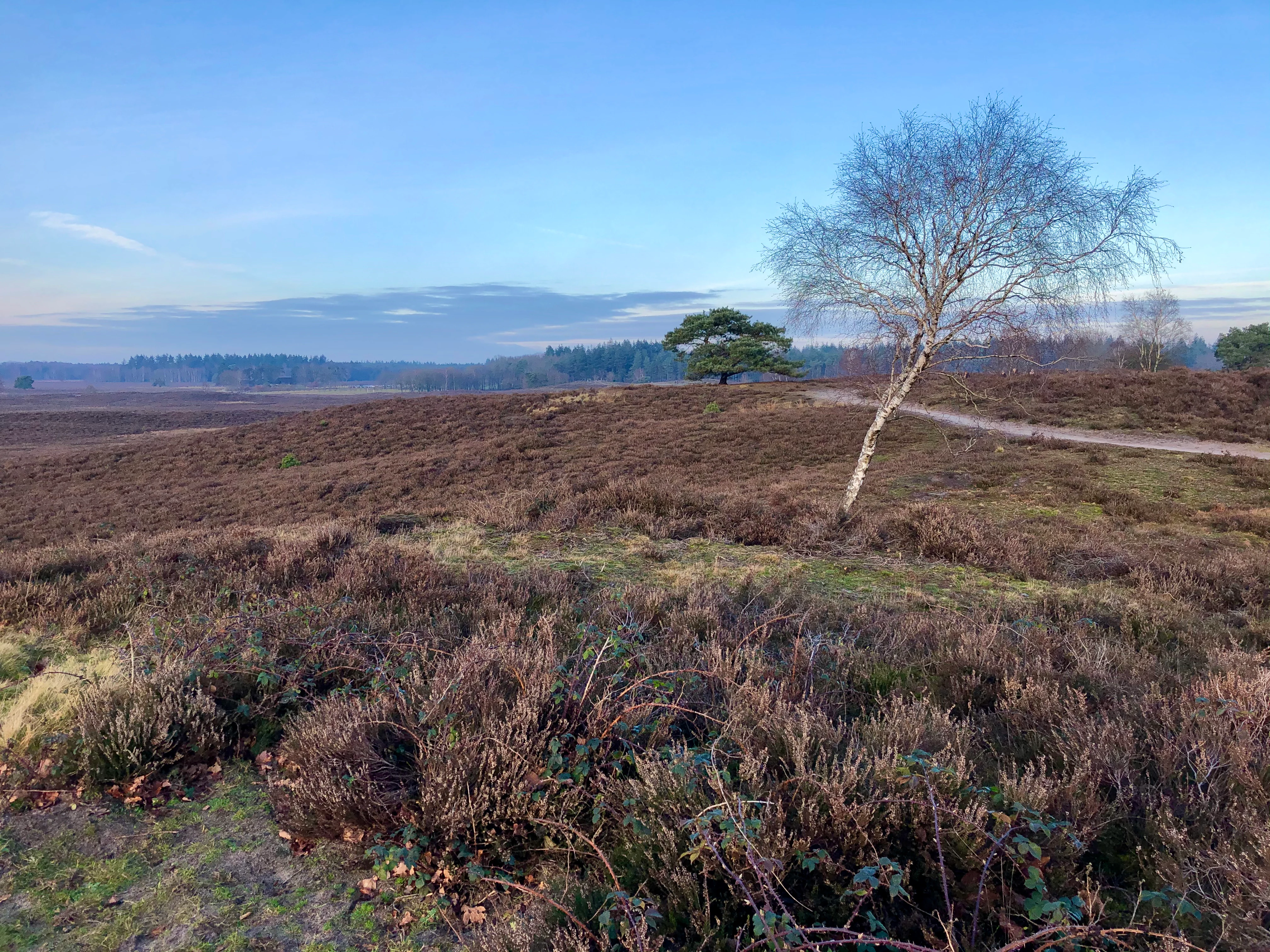 A wide view of rolling heathland under a blue sky, featuring a single prominent birch tree in the midground and a narrow sandy trail winding through the brown, low-lying vegetation.