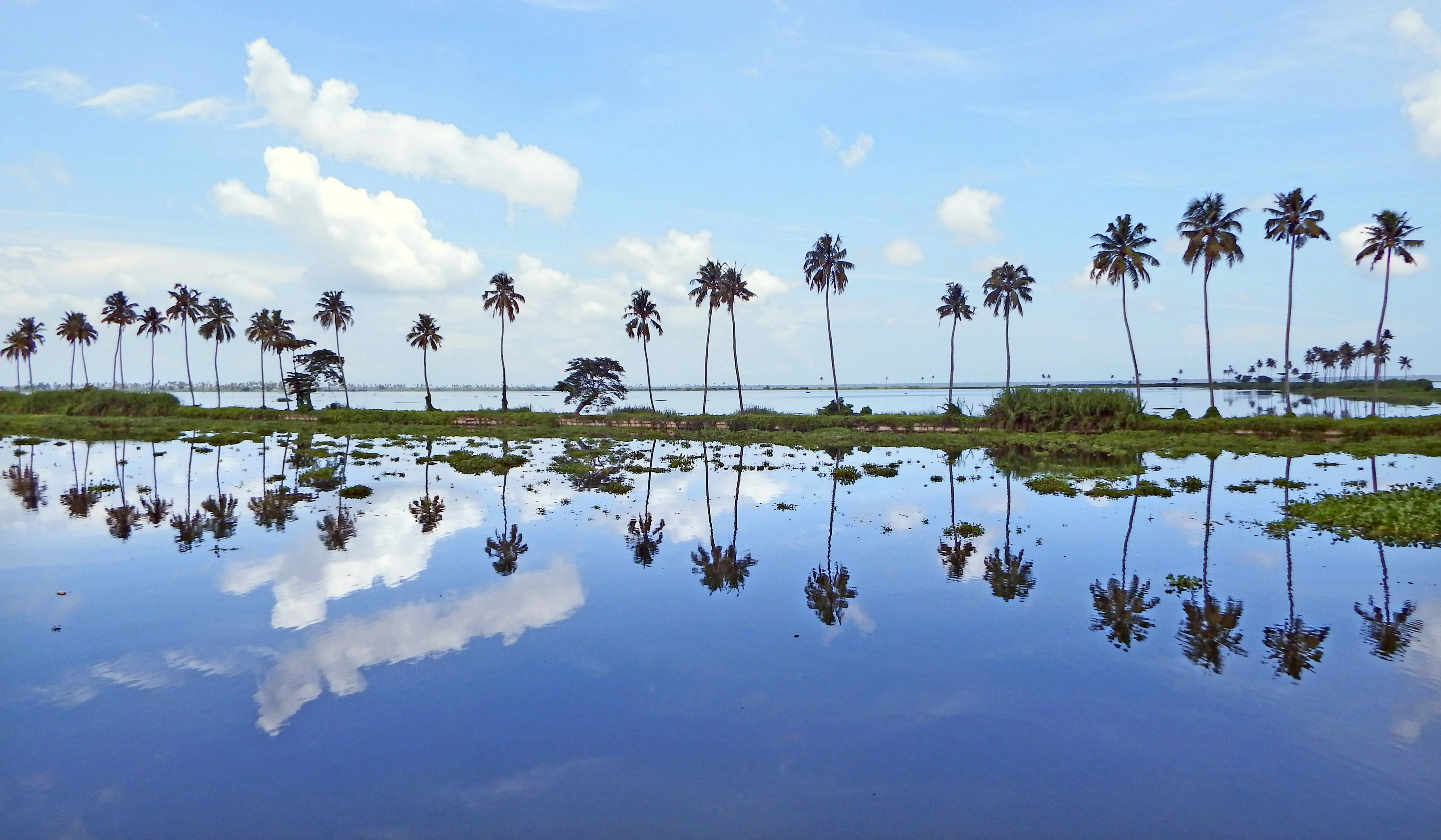 Una toma panorámica de un lago tranquilo que refleja una hilera de altas palmeras y un cielo azul con nubes blancas. Algunos parches de vegetación acuática verde flotan sobre la superficie del agua.