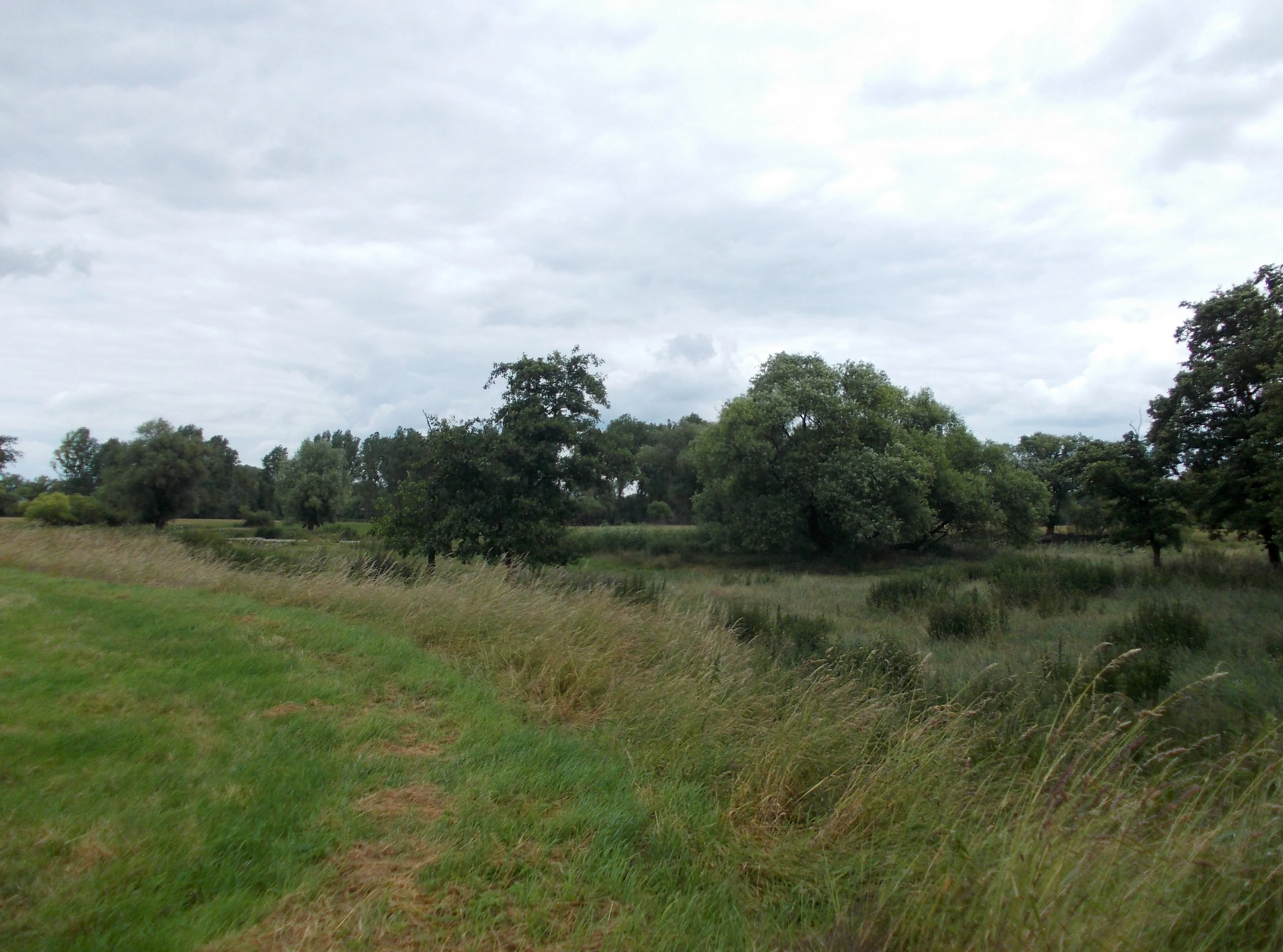 A wide view of a grassy meadow with scattered trees under an overcast sky, characteristic of the Mulde river floodplain.