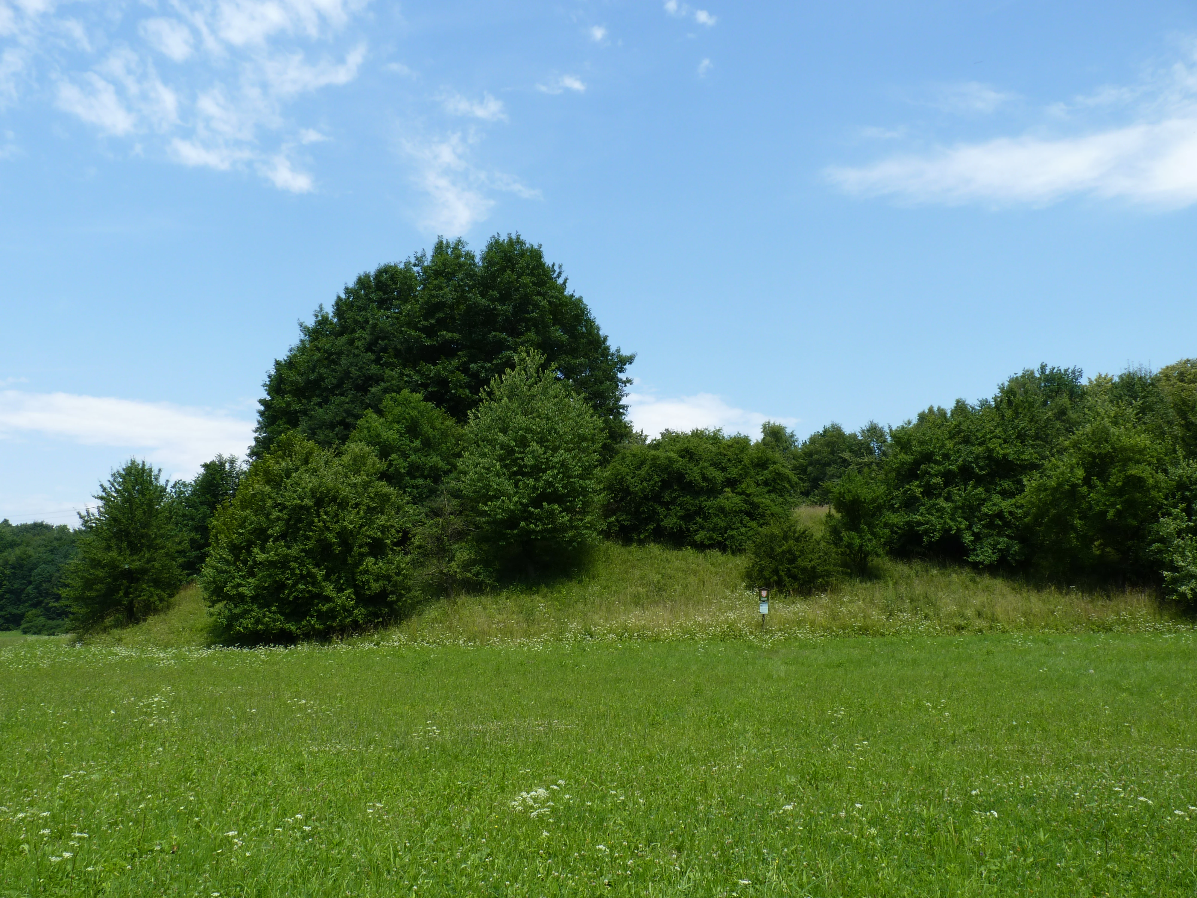 A wide view of a grassy meadow with scattered trees and a low rise of dense trees against a blue sky with light clouds.