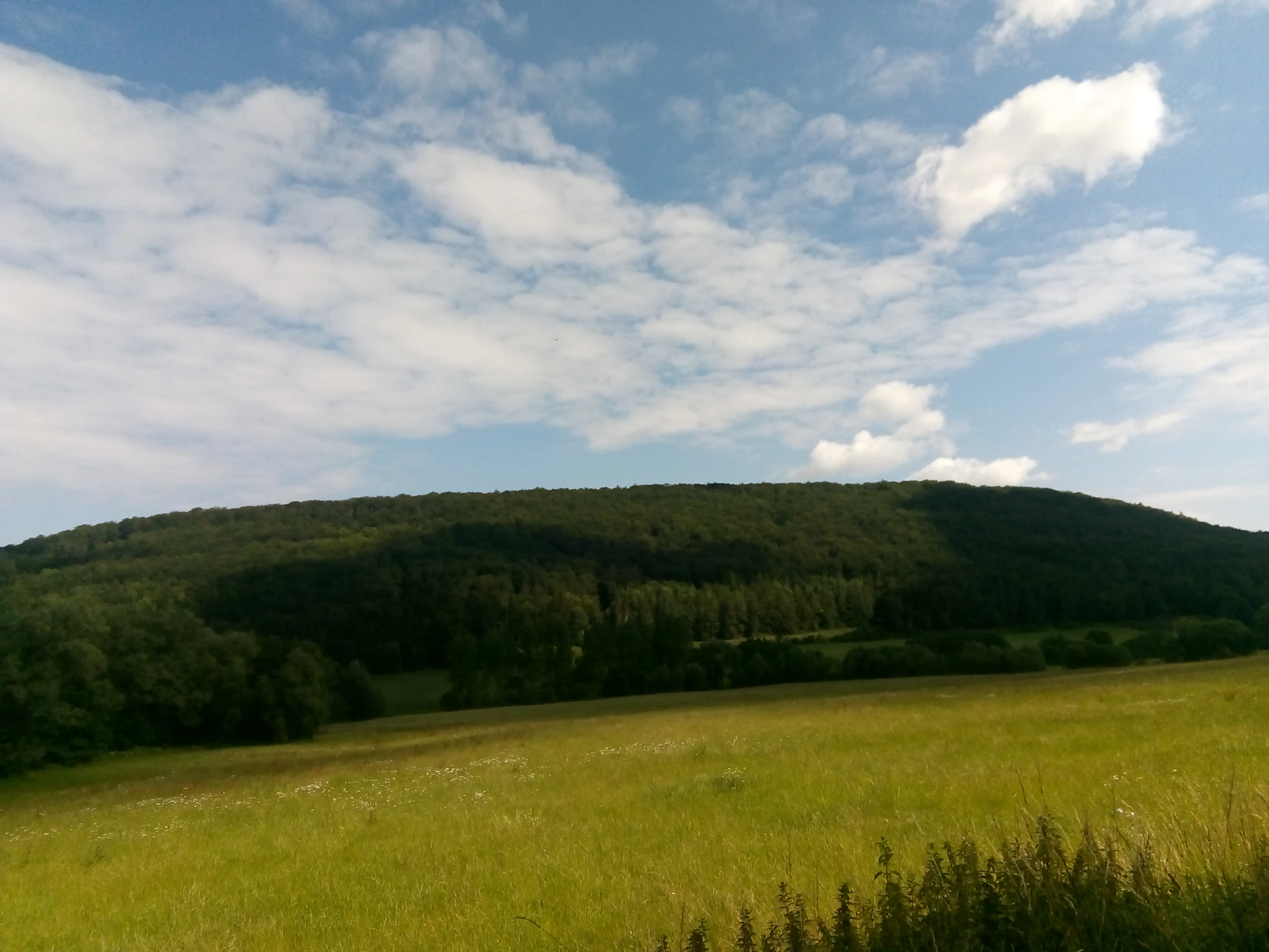A green, grassy meadow in the foreground leads toward a densely forested hill under a blue sky with scattered white clouds.