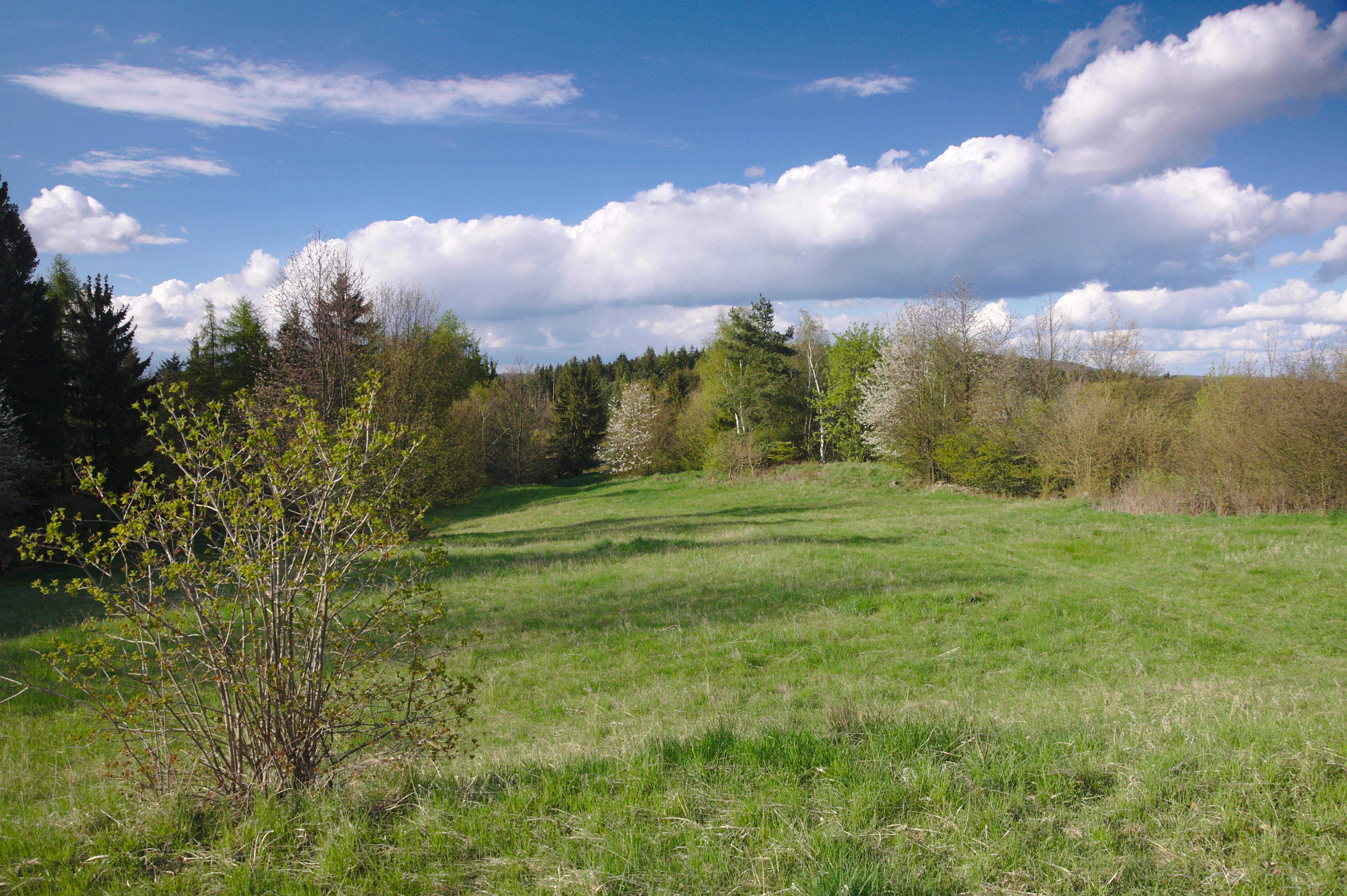 A wide view of a sloping green meadow bordered by diverse mixed forest and flowering shrubs under a blue sky with scattered white clouds.