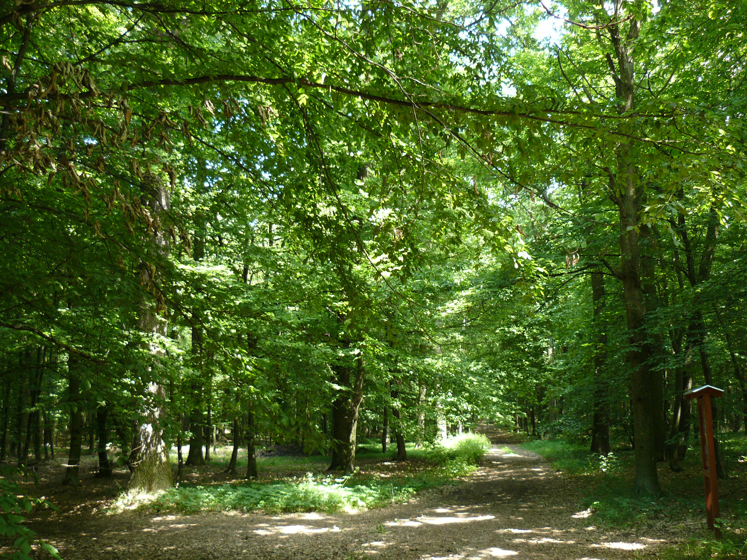 A dirt path leading into a dense green forest with tall, mature deciduous trees, featuring sunlight filtering through the canopy and a small wooden post marker on the right.
